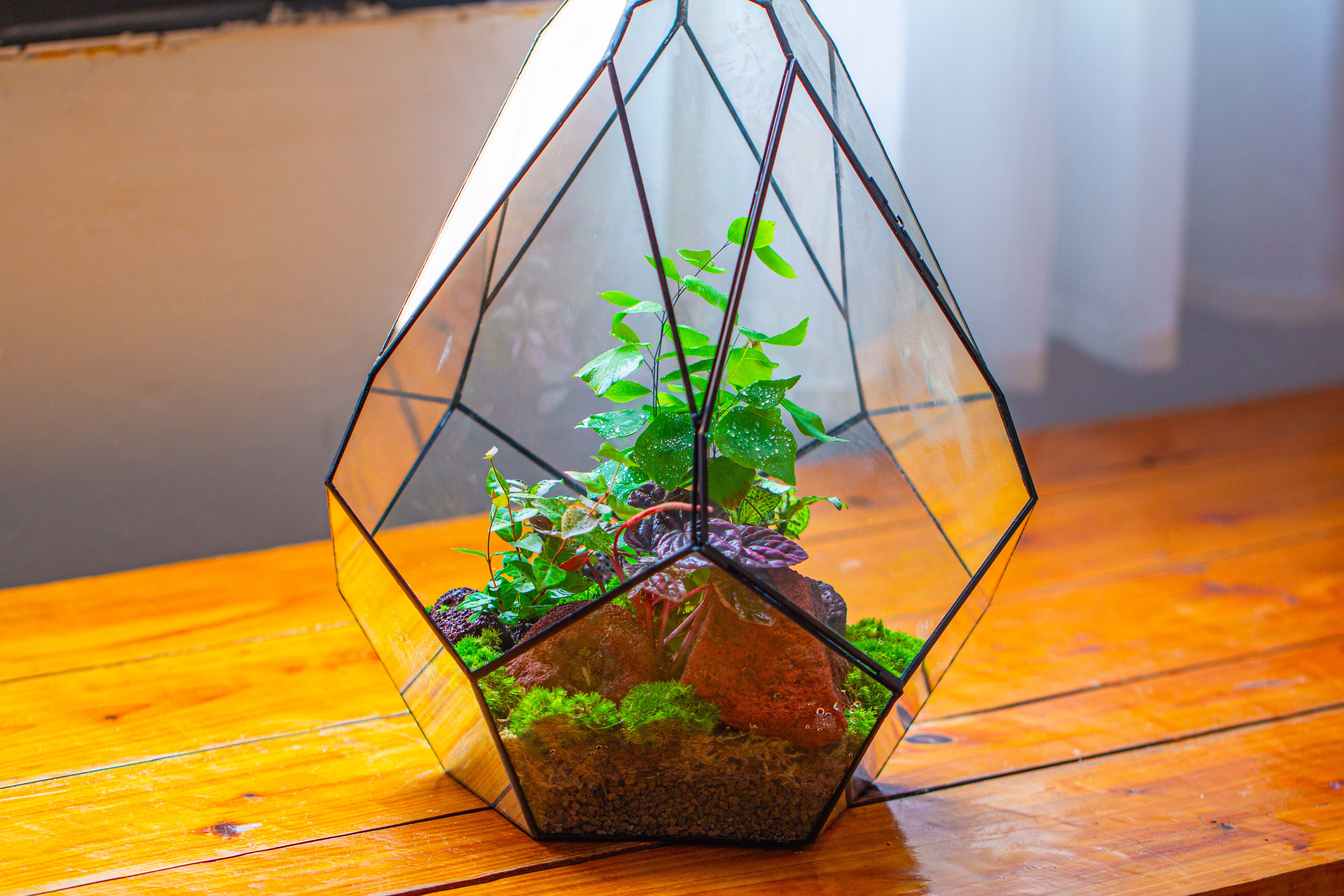 16" Large Teardrop Geometric Terrarium, close - NCYPgarden