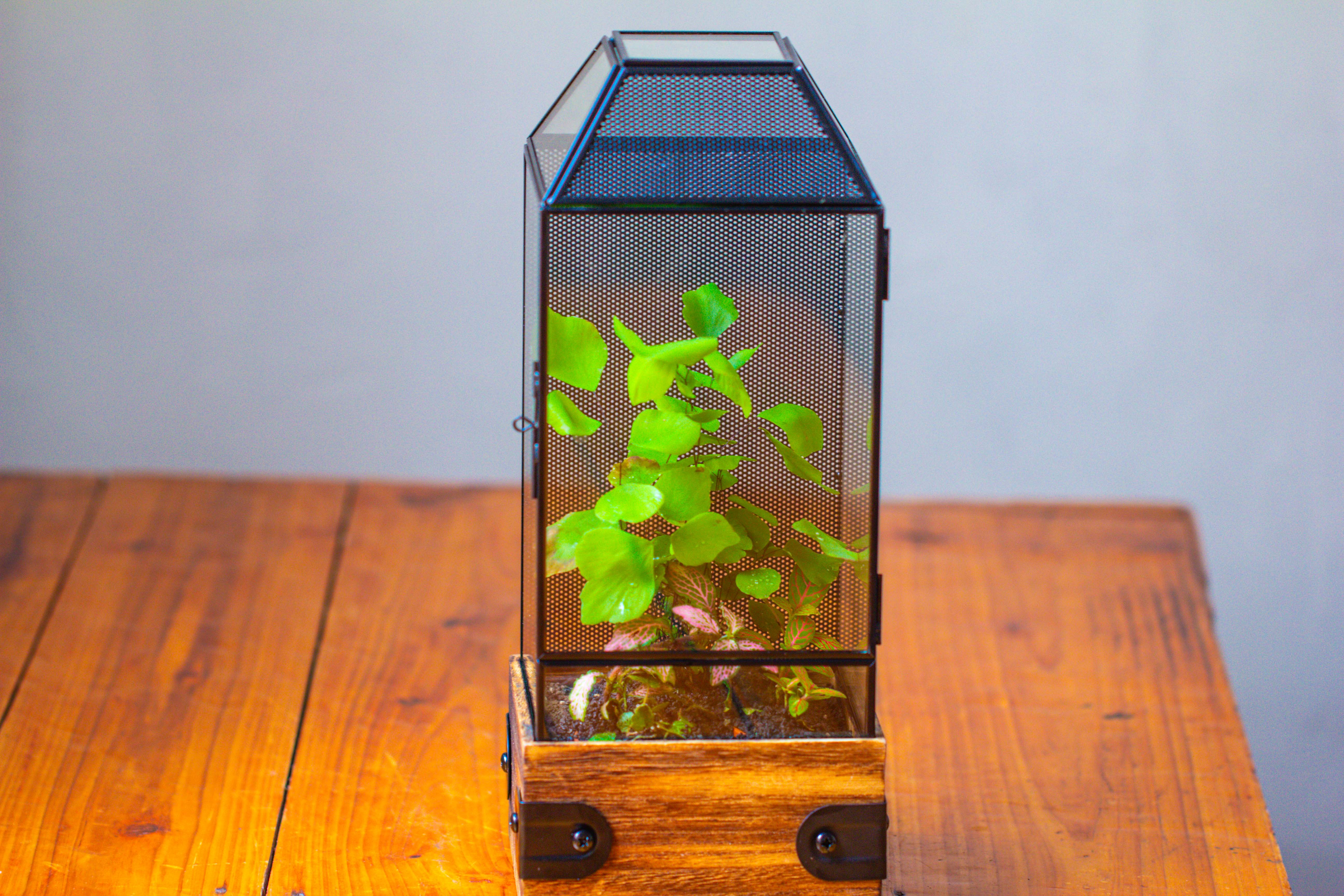 Handmade Glass Terrarium with Wood Base, Geometric Jumping Spider Enclosure, with Mesh Vent, for Plants, Snail, Insects - NCYPgarden