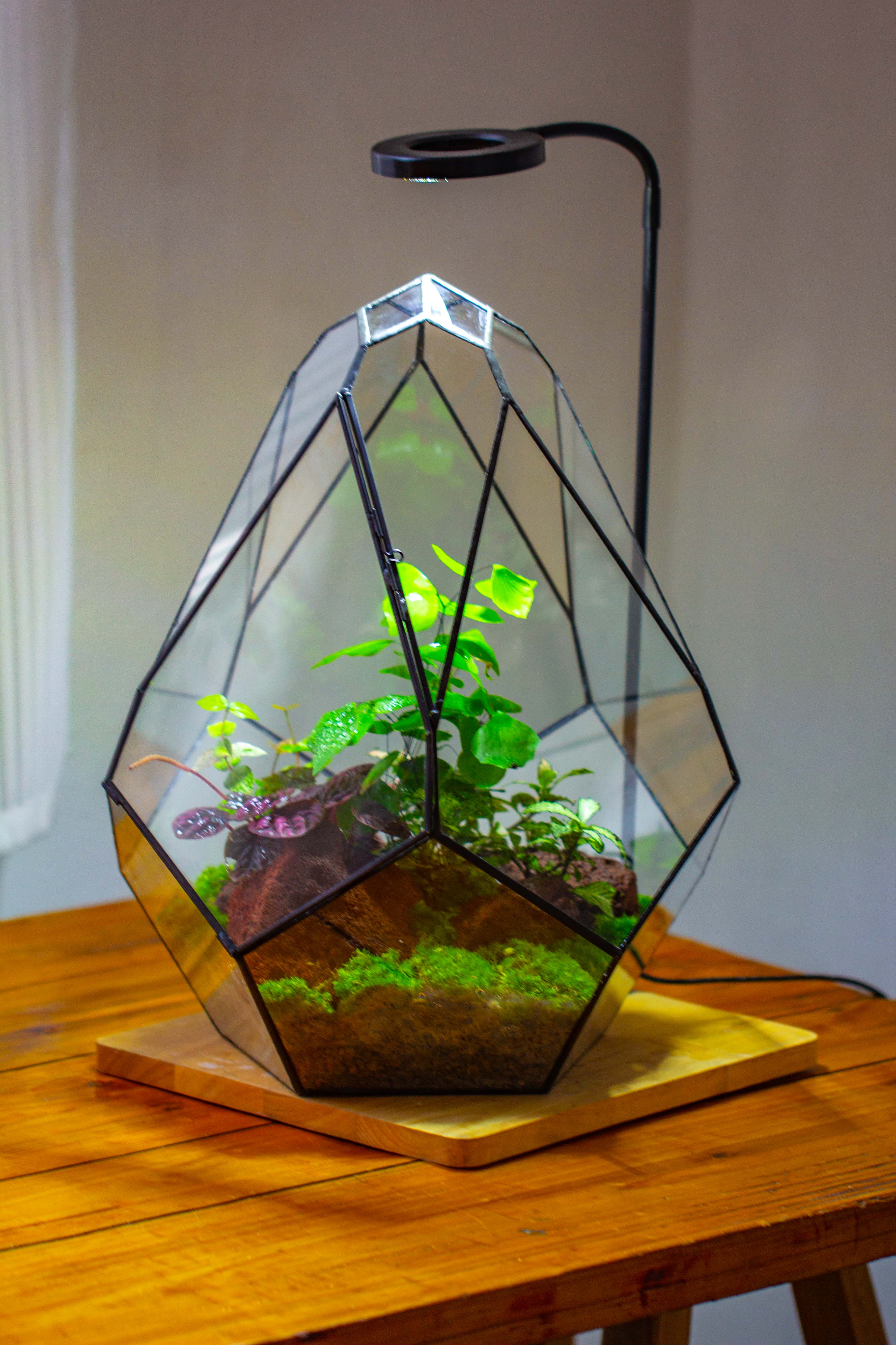 16" Large Teardrop Geometric Terrarium, close - NCYPgarden