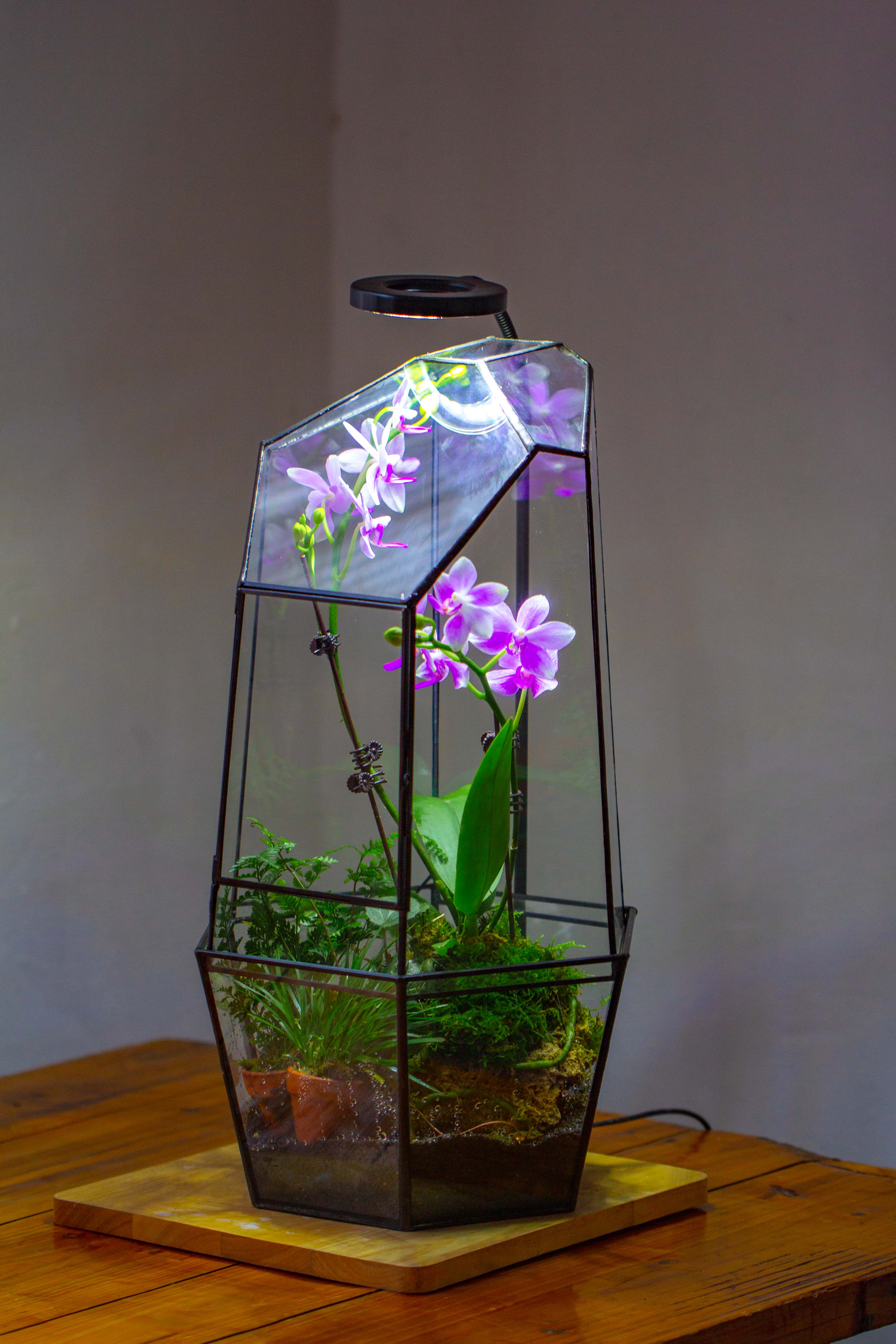 Large 2-Part 18.9" tall Close Glass Terrarium for orchid, fern, moss, Watertight - NCYPgarden