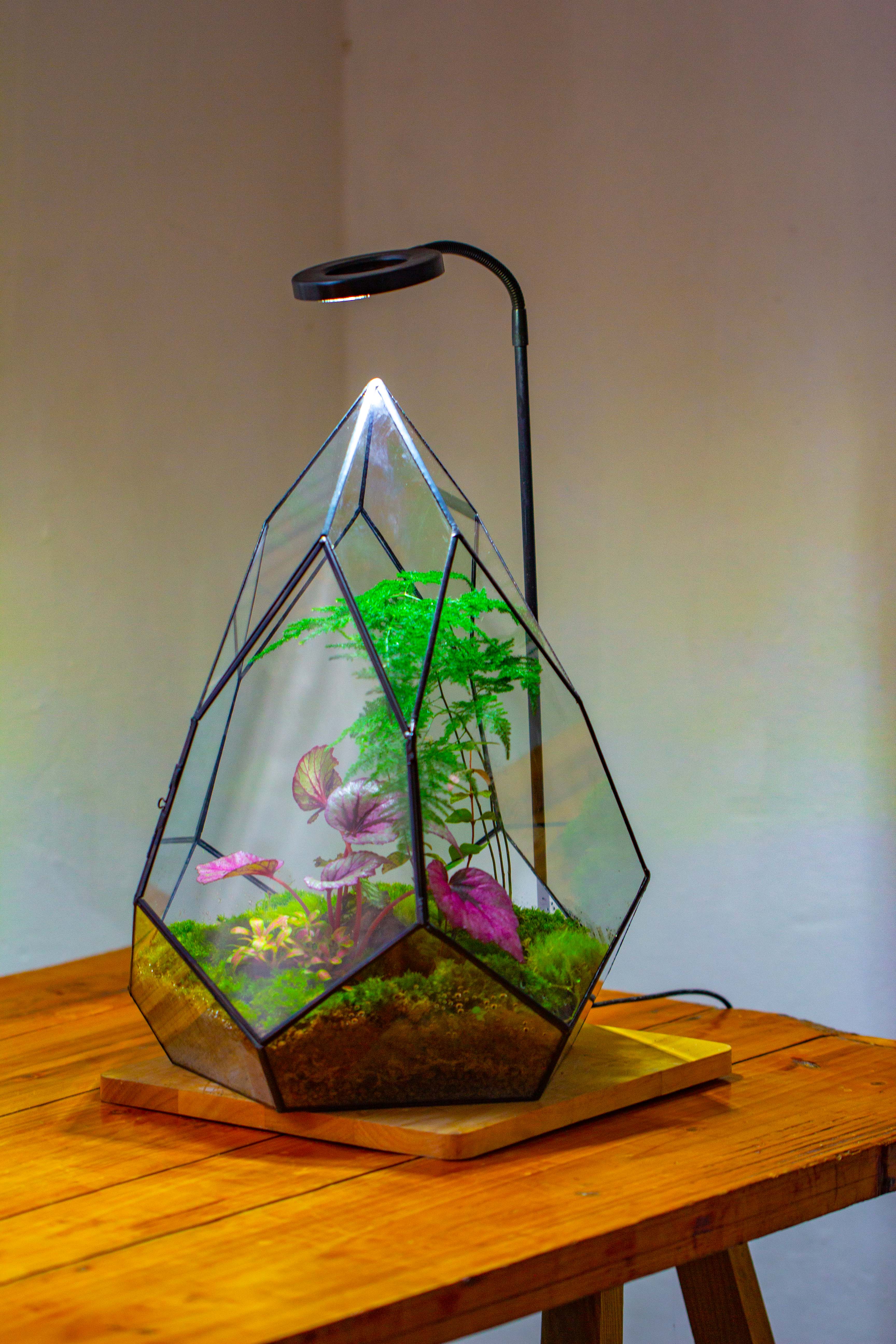 Large 16" tall and wide teardrop tin and glass terrarium, close, with door - NCYPgarden