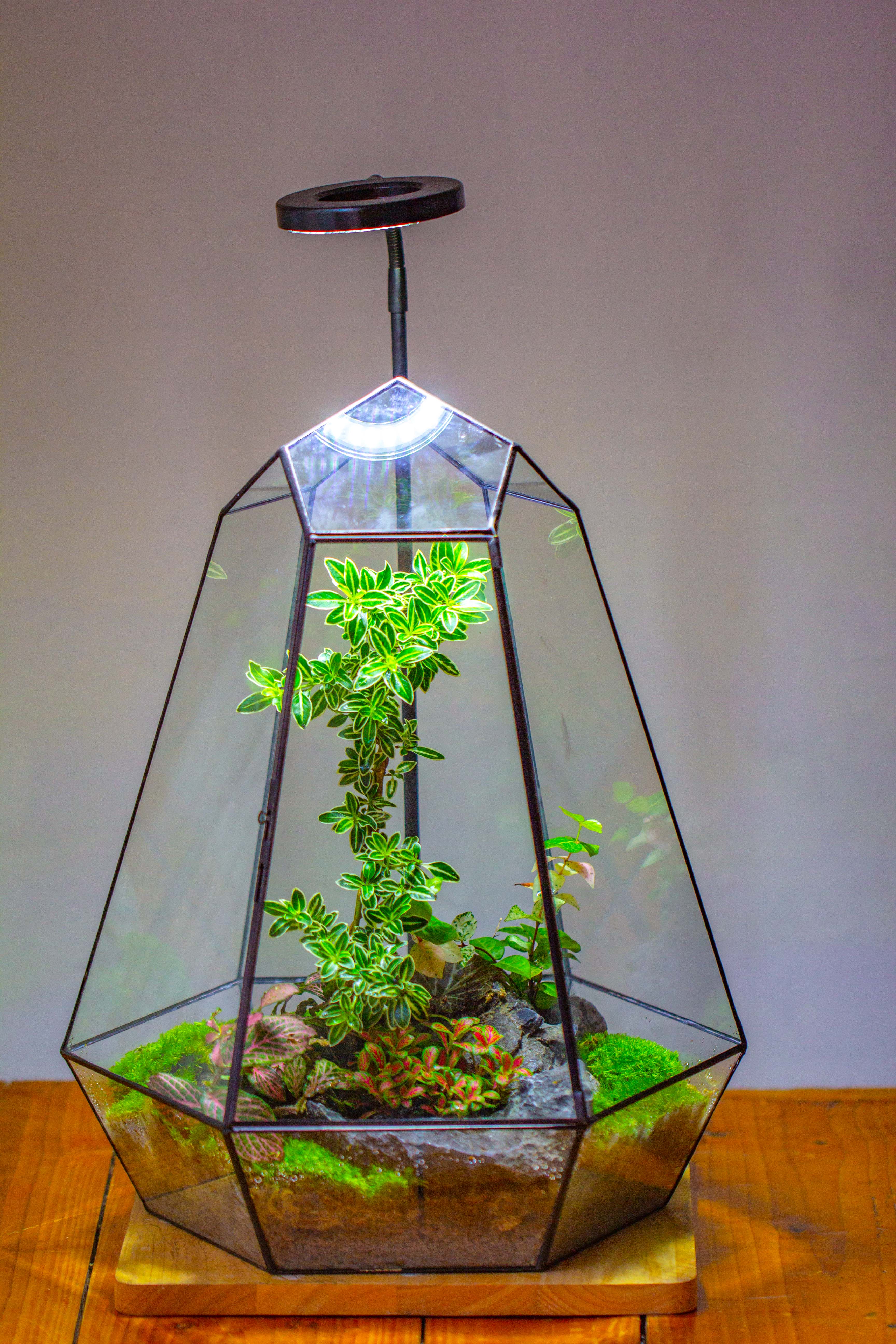 Large 16" tall and wide 6 sided cone tin and glass terrarium, close, with door - NCYPgarden