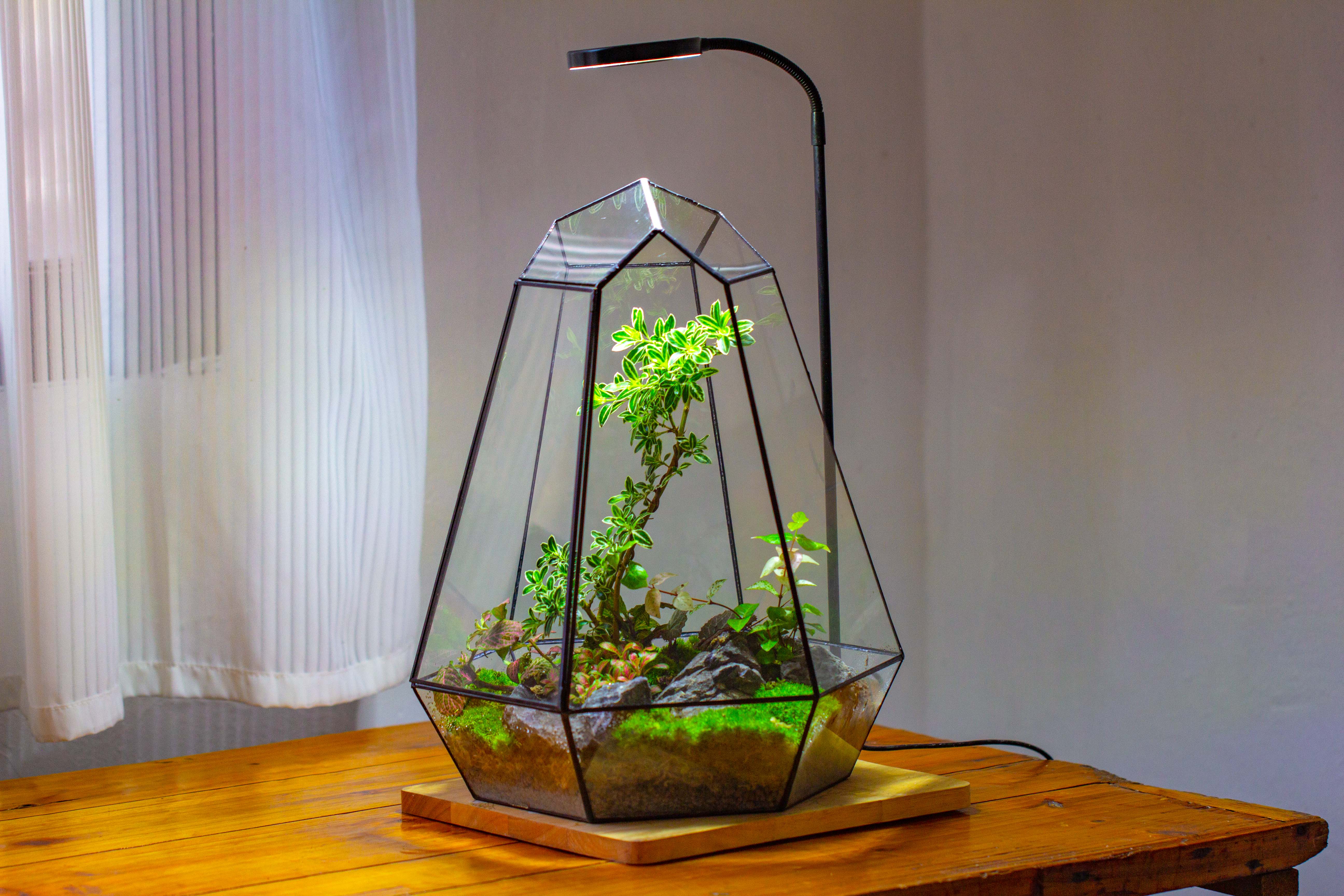 Large 16" tall and wide 6 sided cone tin and glass terrarium, close, with door - NCYPgarden