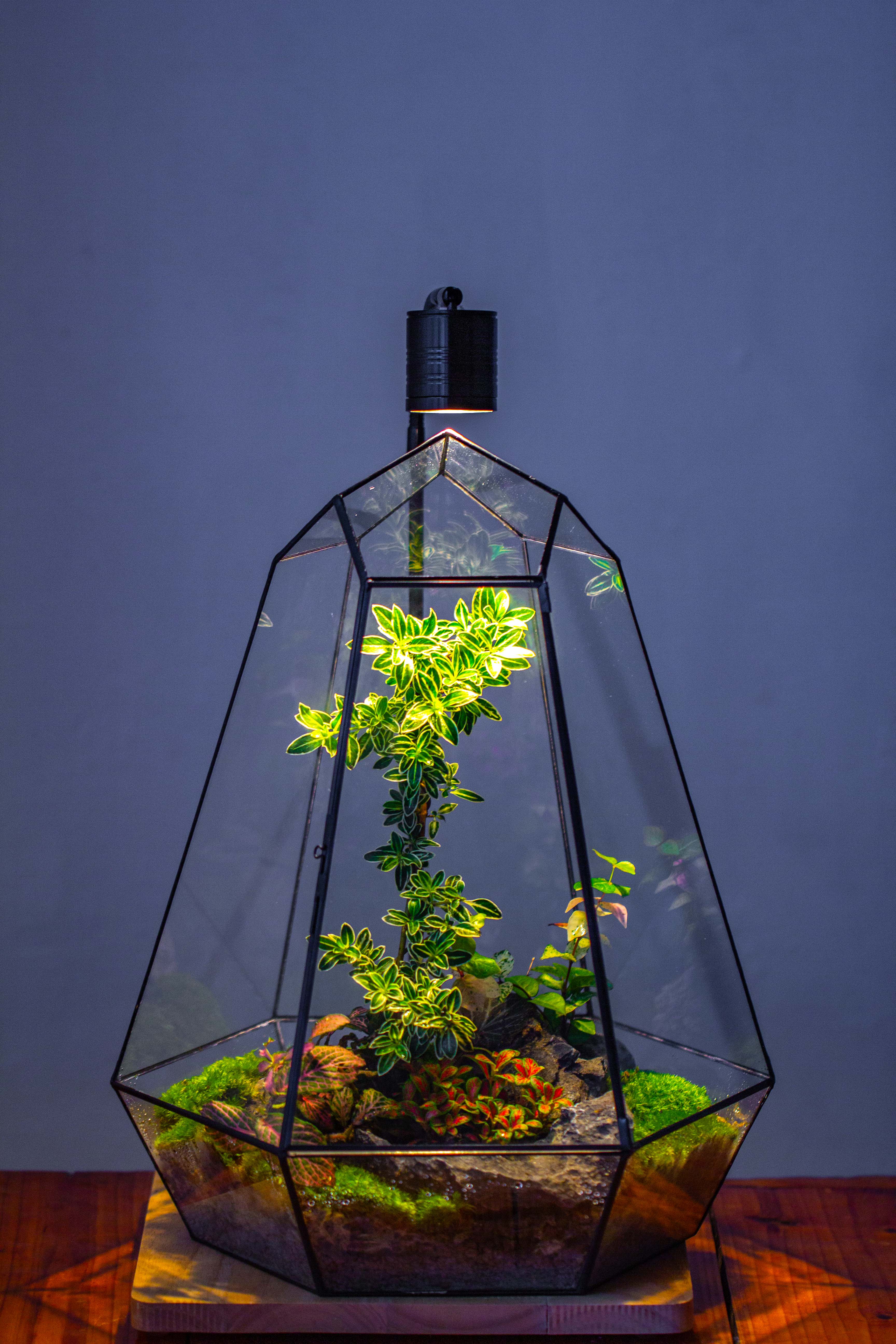 Large 16" tall and wide 6 sided cone tin and glass terrarium, close, with door - NCYPgarden
