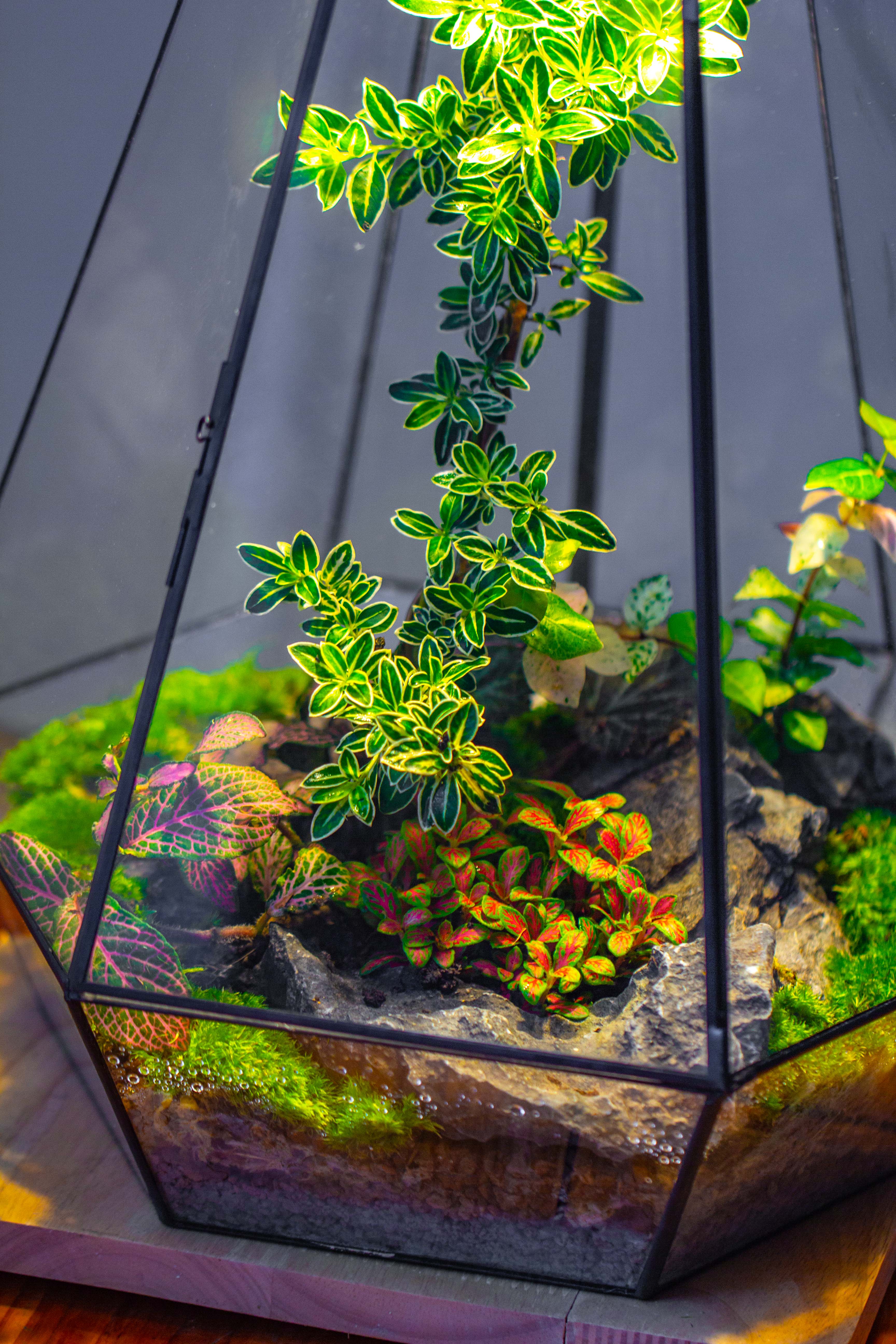 Large 16" tall and wide 6 sided cone tin and glass terrarium, close, with door - NCYPgarden