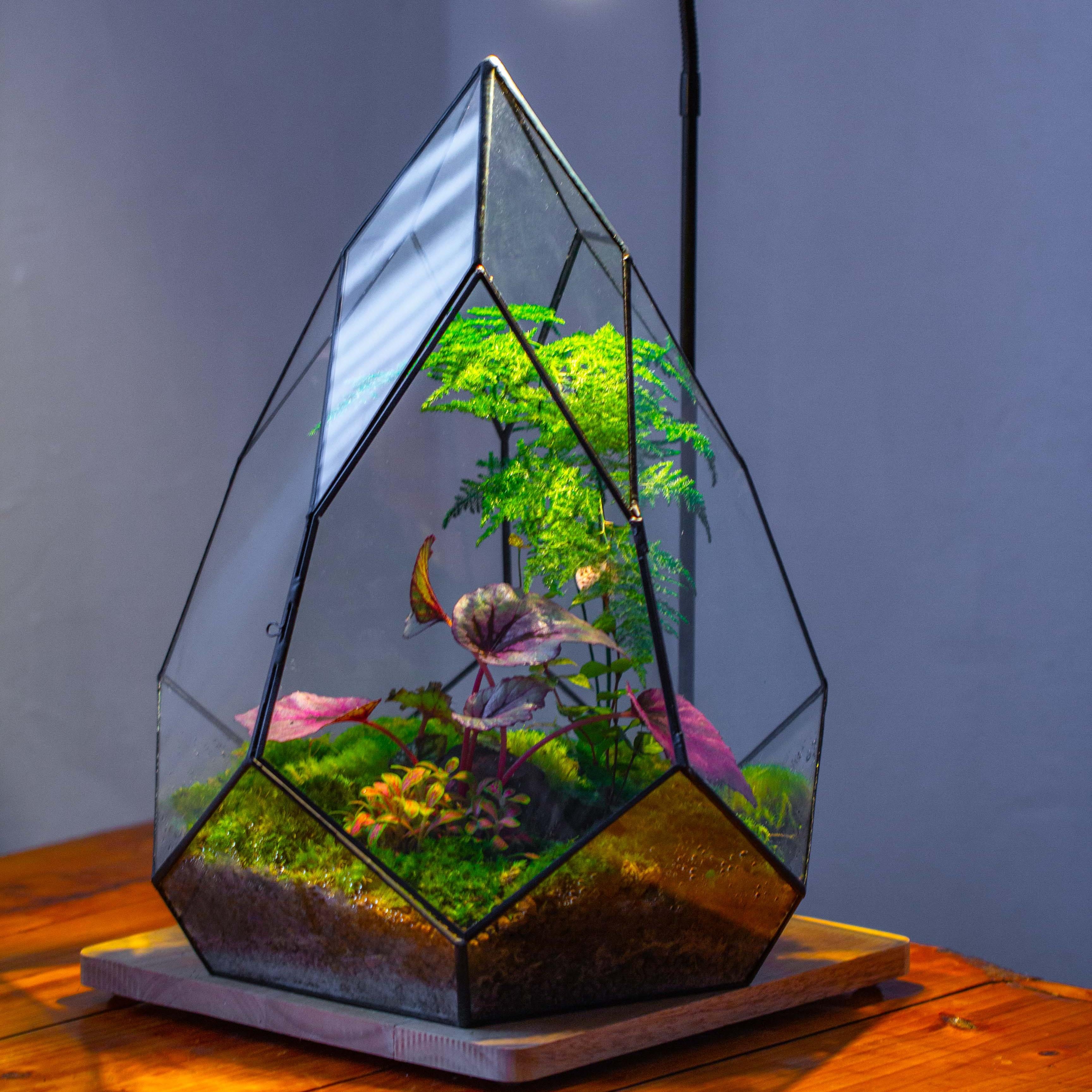 Large 16" tall and wide teardrop tin and glass terrarium, close, with door - NCYPgarden