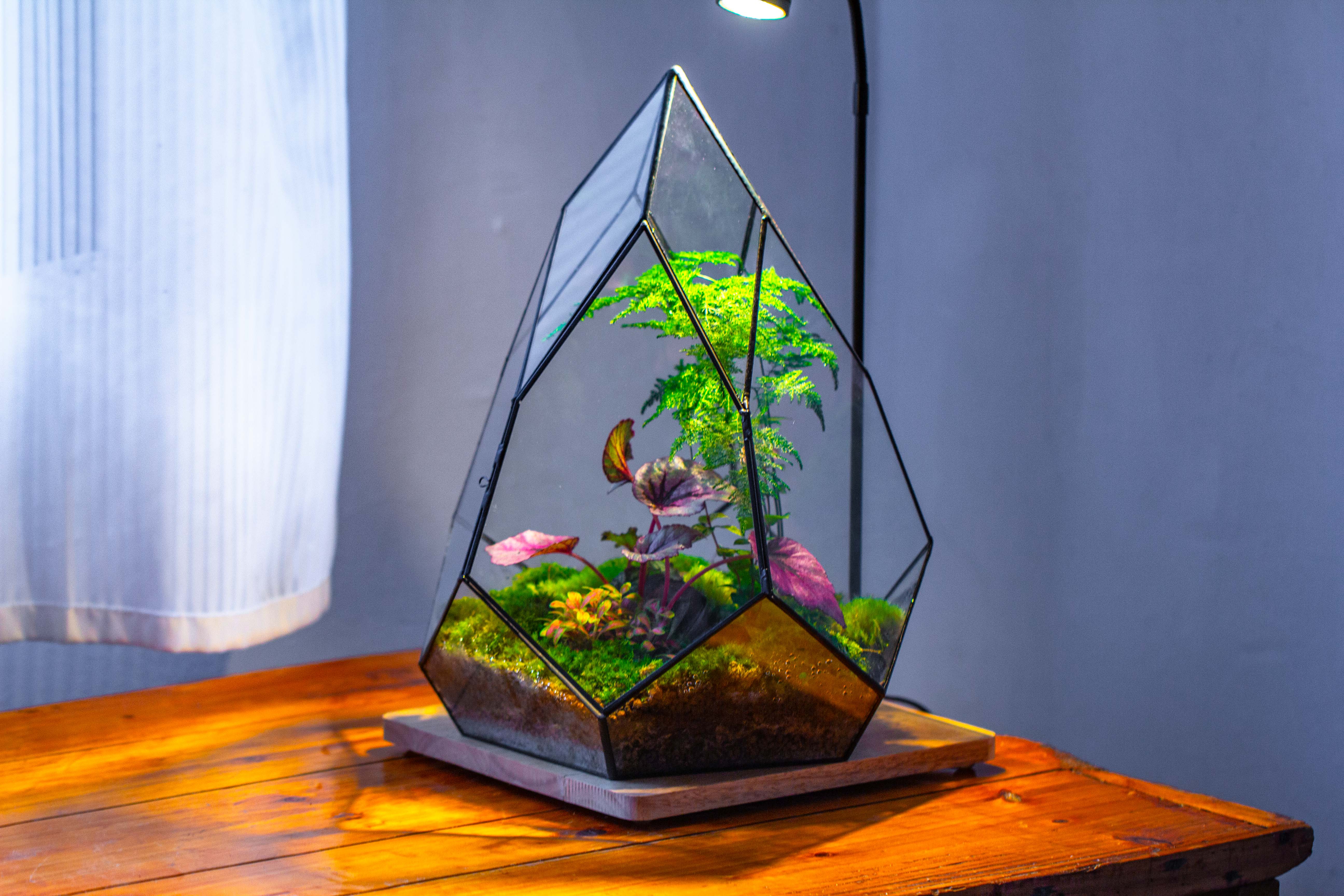 Large 16" tall and wide teardrop tin and glass terrarium, close, with door - NCYPgarden