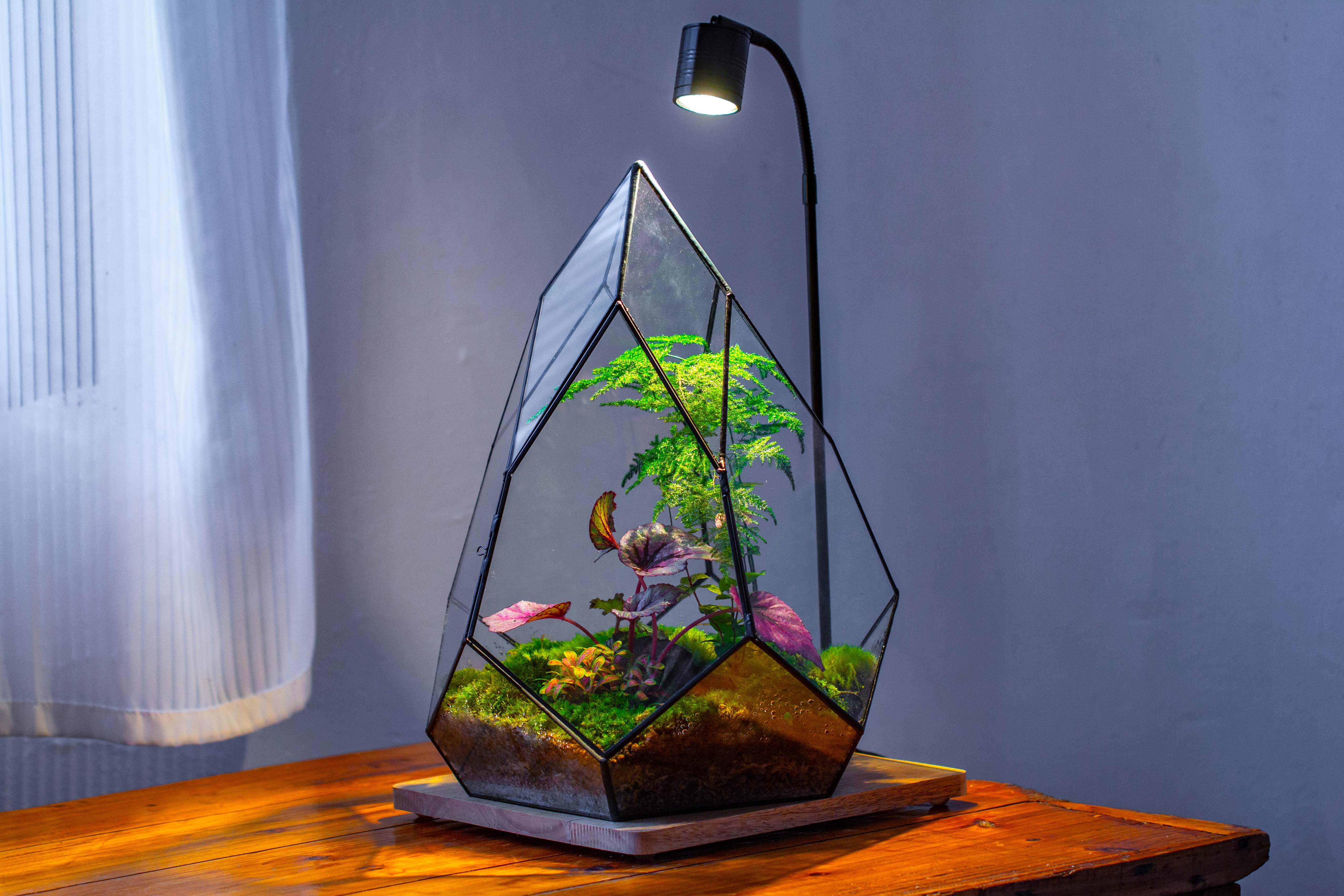 Large 16" tall and wide teardrop tin and glass terrarium, close, with door - NCYPgarden