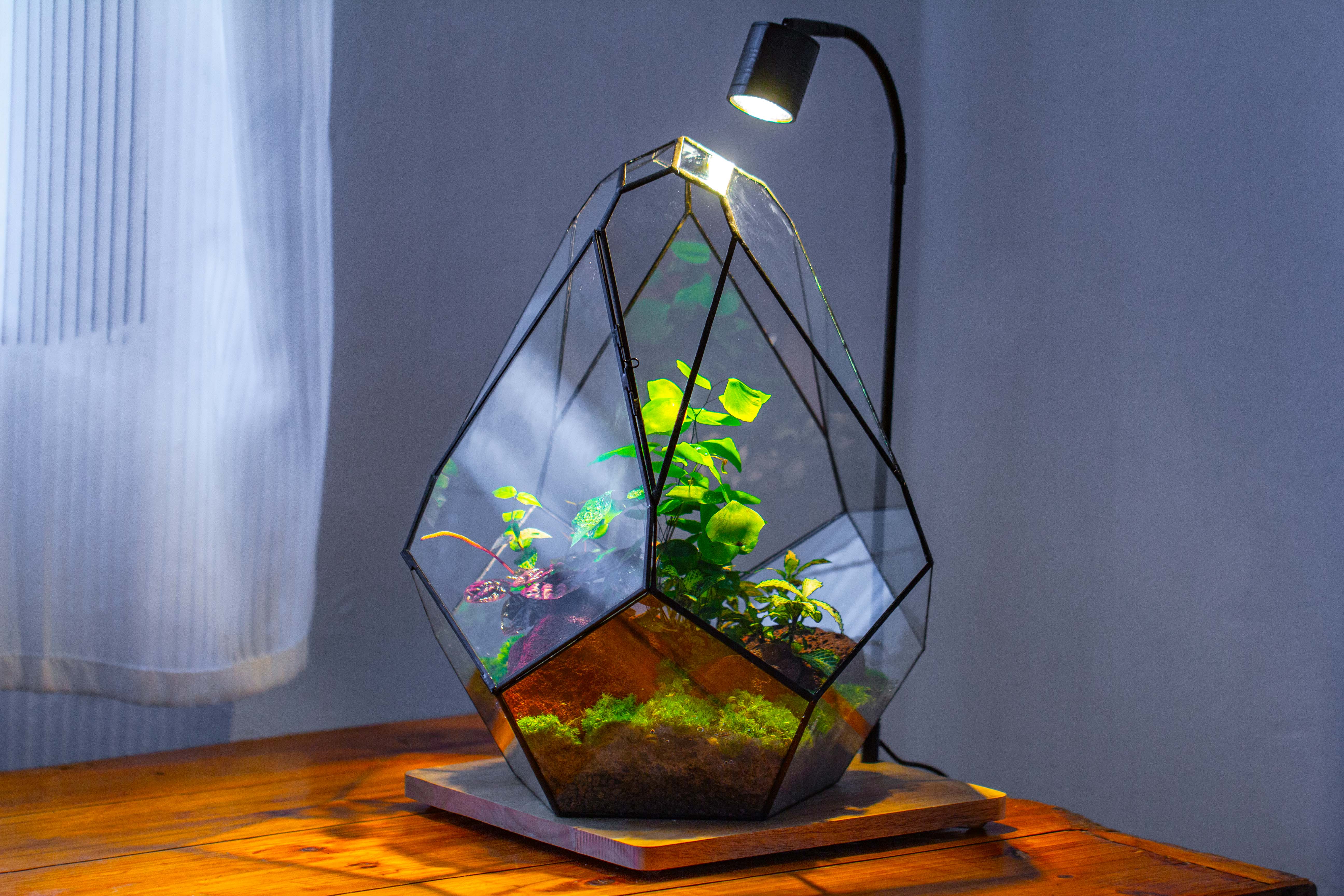 16" Large Teardrop Geometric Terrarium, close - NCYPgarden