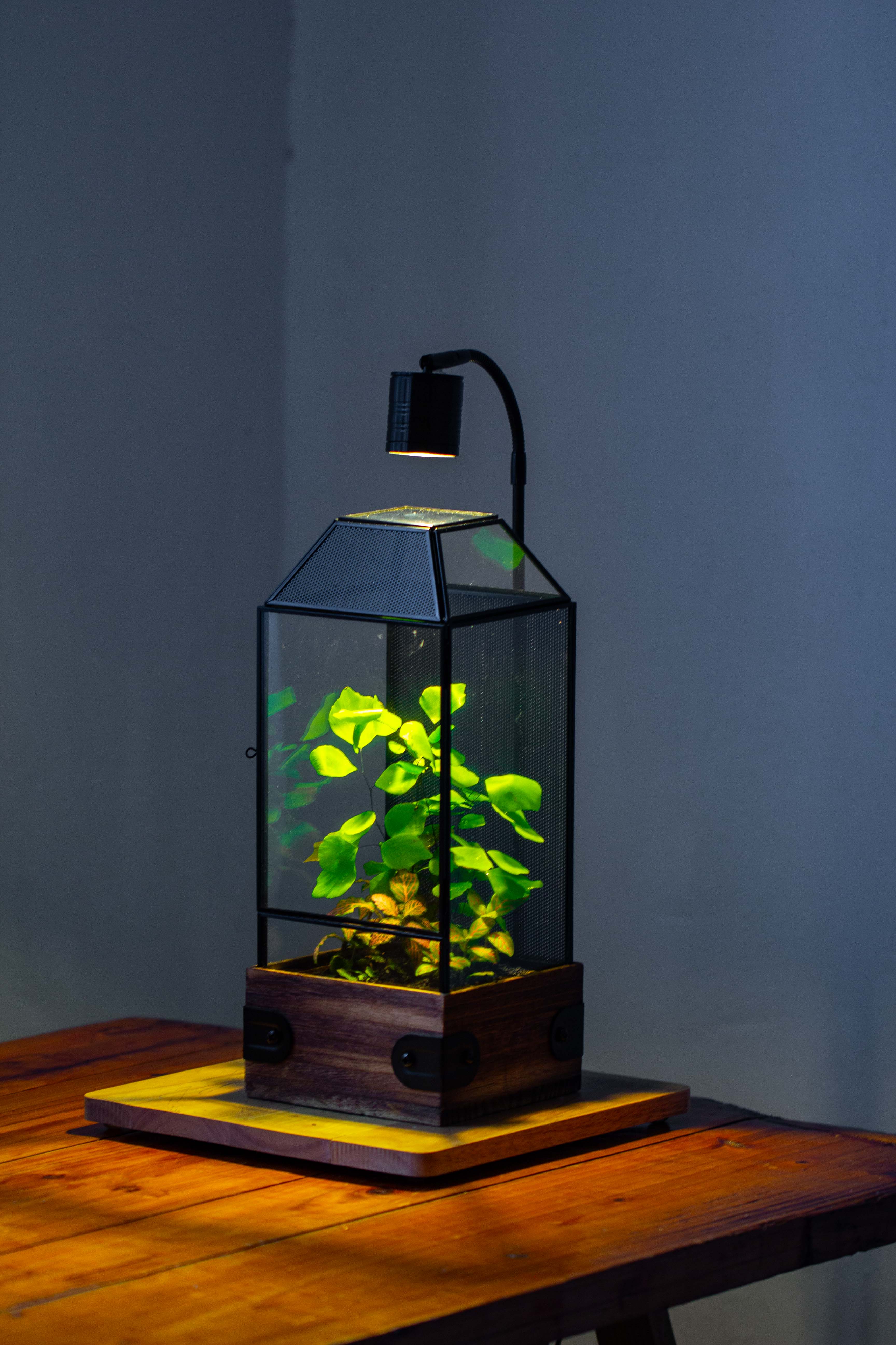 Handmade Glass Terrarium with Wood Base, Geometric Jumping Spider Enclosure, with Mesh Vent, for Plants, Snail, Insects - NCYPgarden