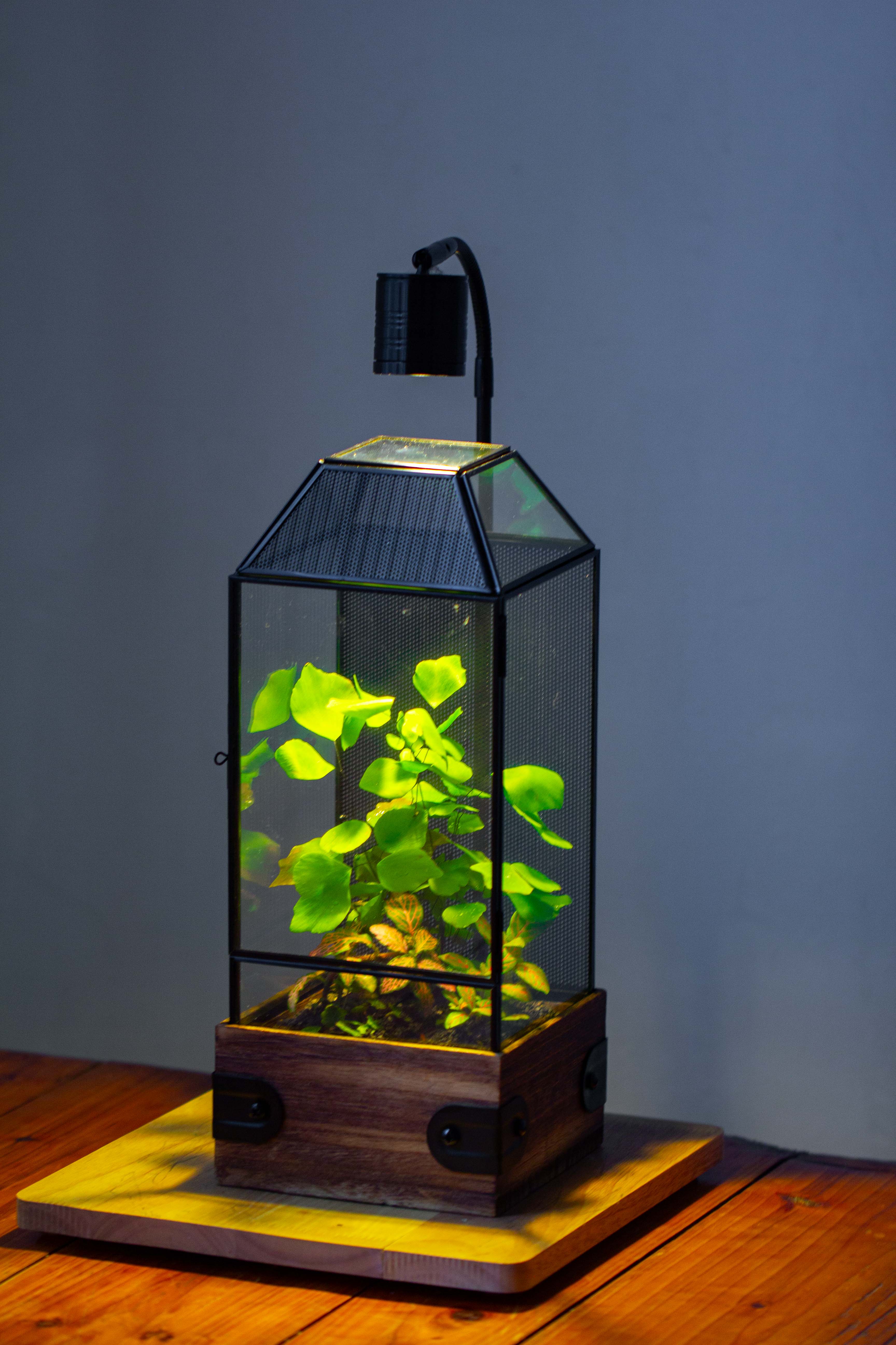 Handmade Glass Terrarium with Wood Base, Geometric Jumping Spider Enclosure, with Mesh Vent, for Plants, Snail, Insects - NCYPgarden