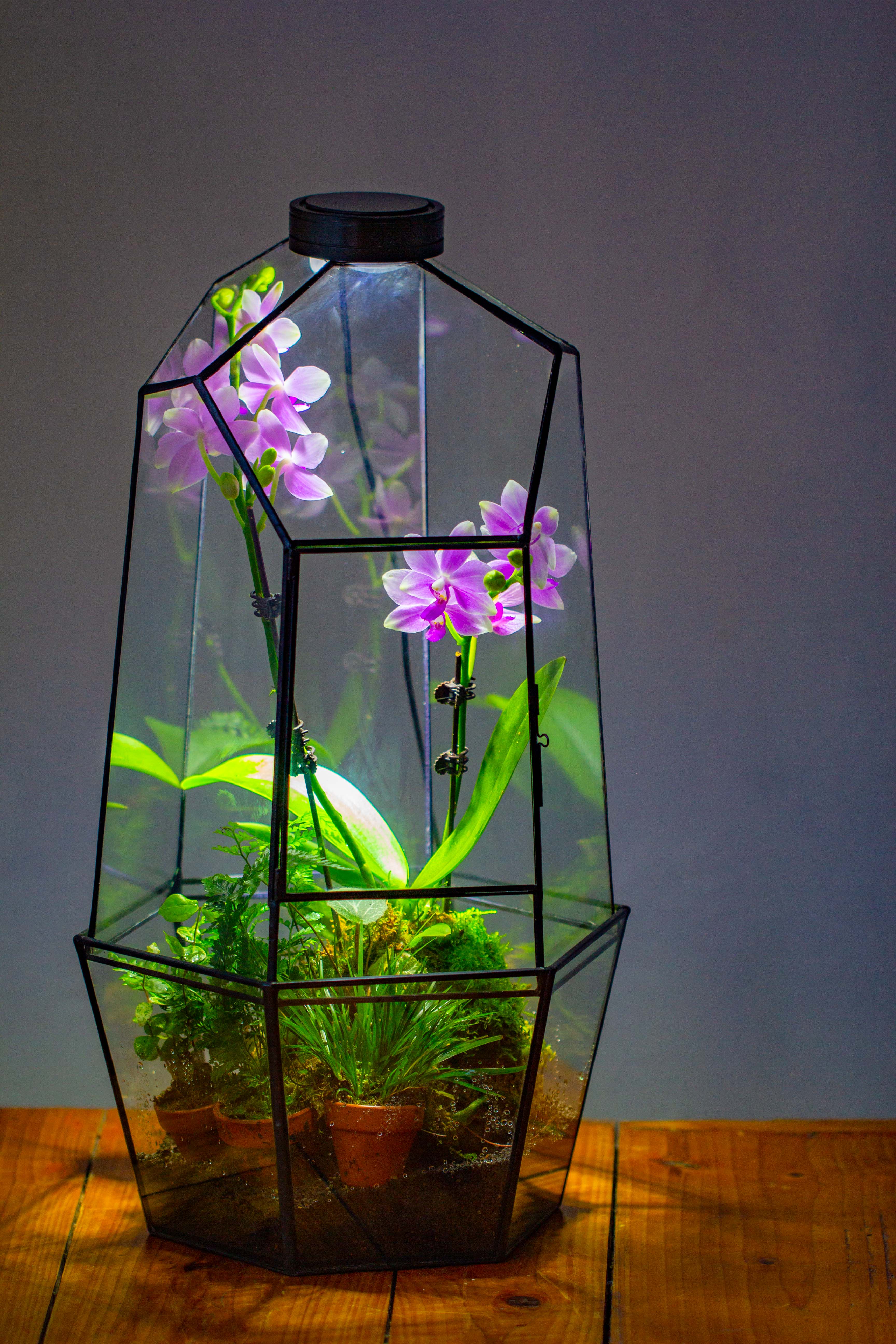 Large 2-Part 18.9" tall Close Glass Terrarium for orchid, fern, moss, Watertight - NCYPgarden
