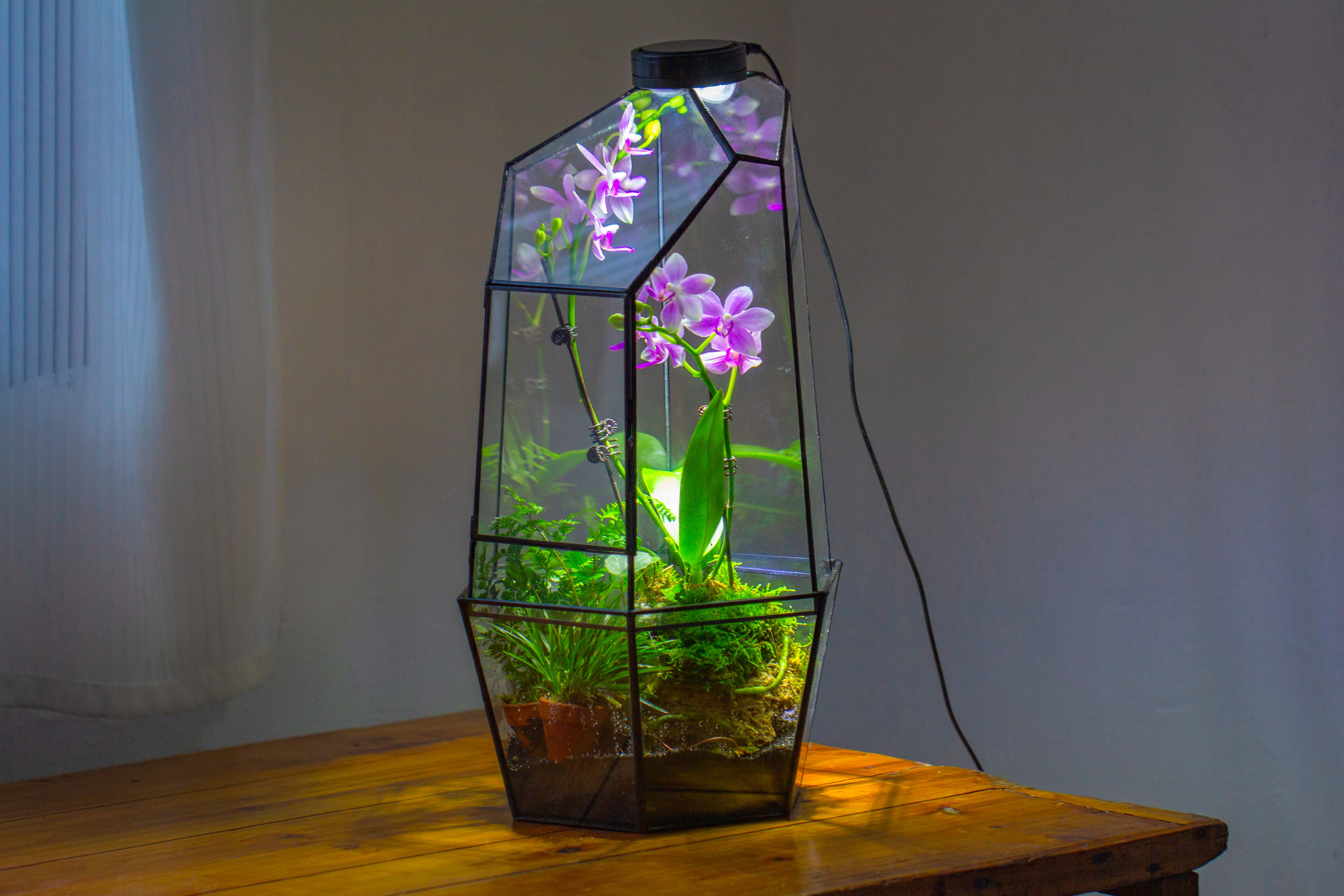 Large 2-Part 18.9" tall Close Glass Terrarium for orchid, fern, moss, Watertight - NCYPgarden
