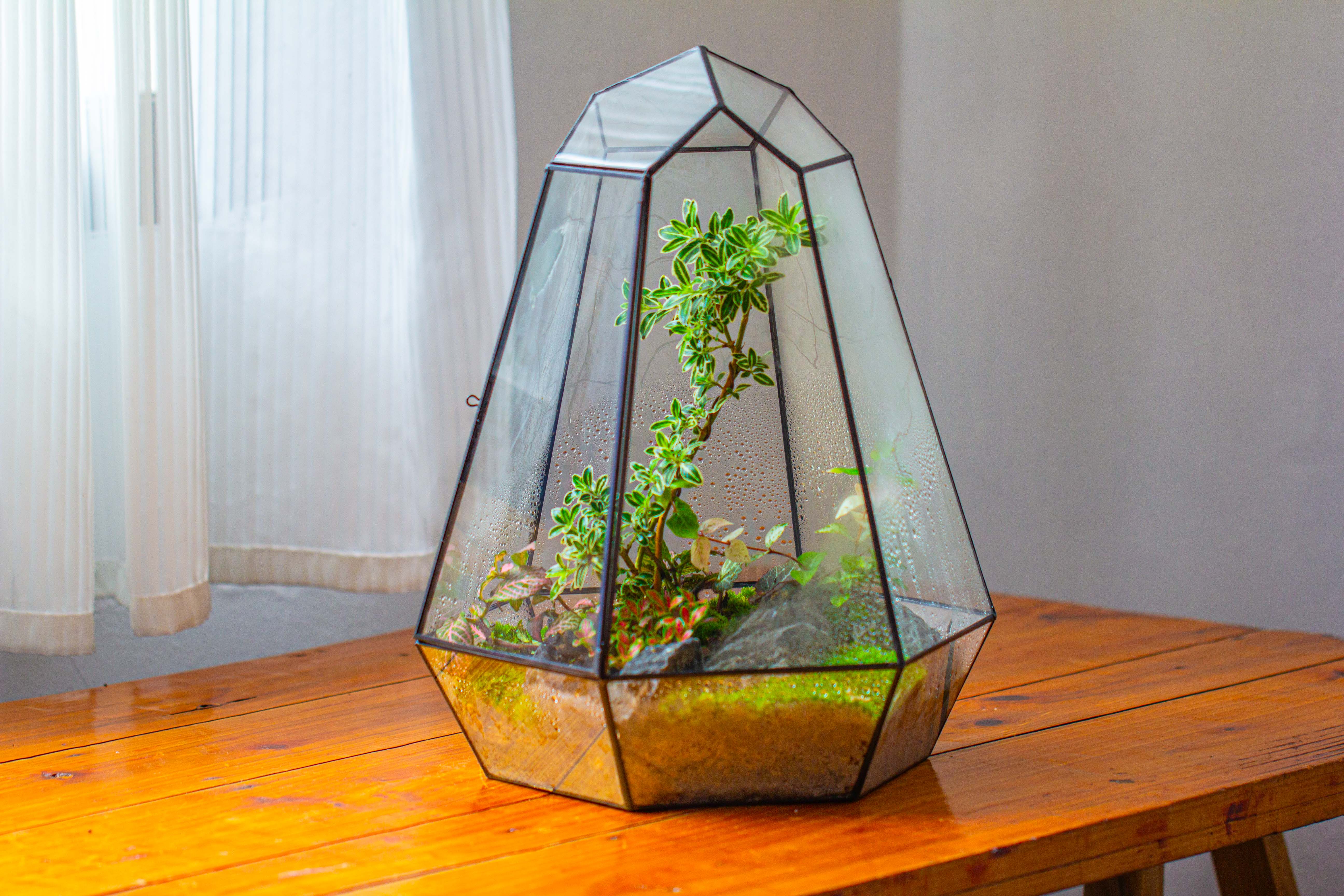 Large 16" tall and wide 6 sided cone tin and glass terrarium, close, with door - NCYPgarden