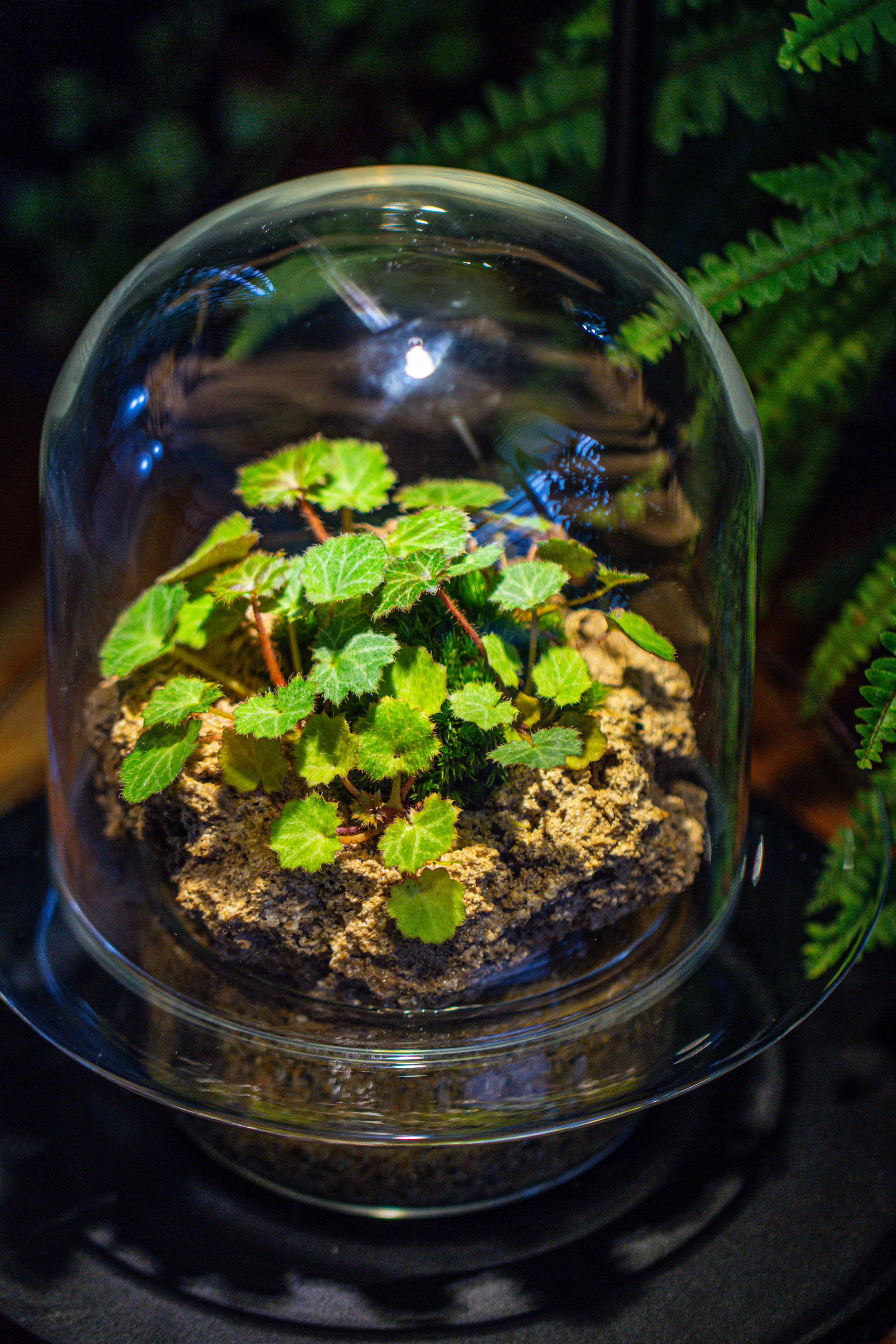 Natural Limestone Rock for moss, bonsai, hydroponic planting, 500-700G - NCYPgarden