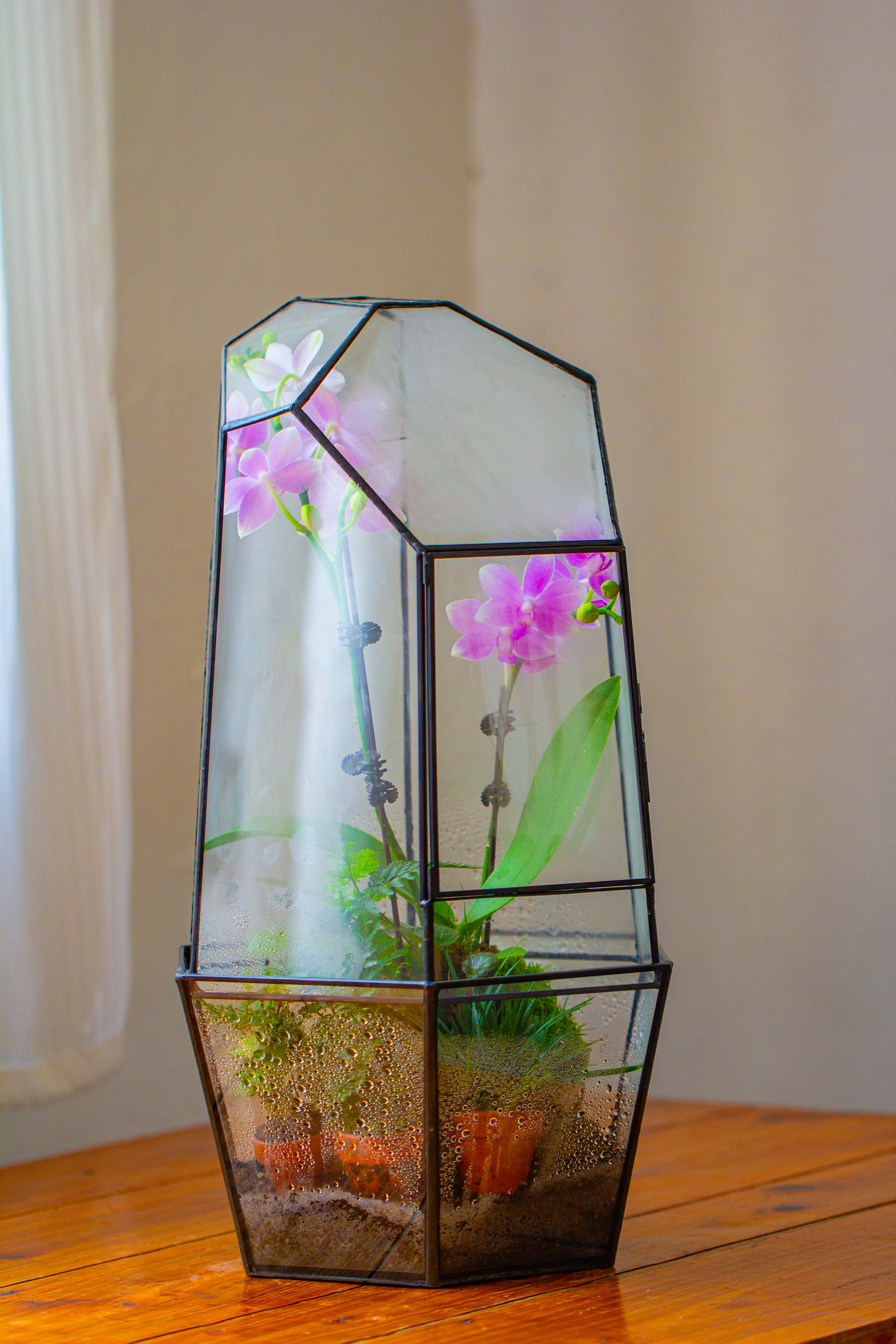 Large 2-Part 18.9" tall Close Glass Terrarium for orchid, fern, moss, Watertight - NCYPgarden