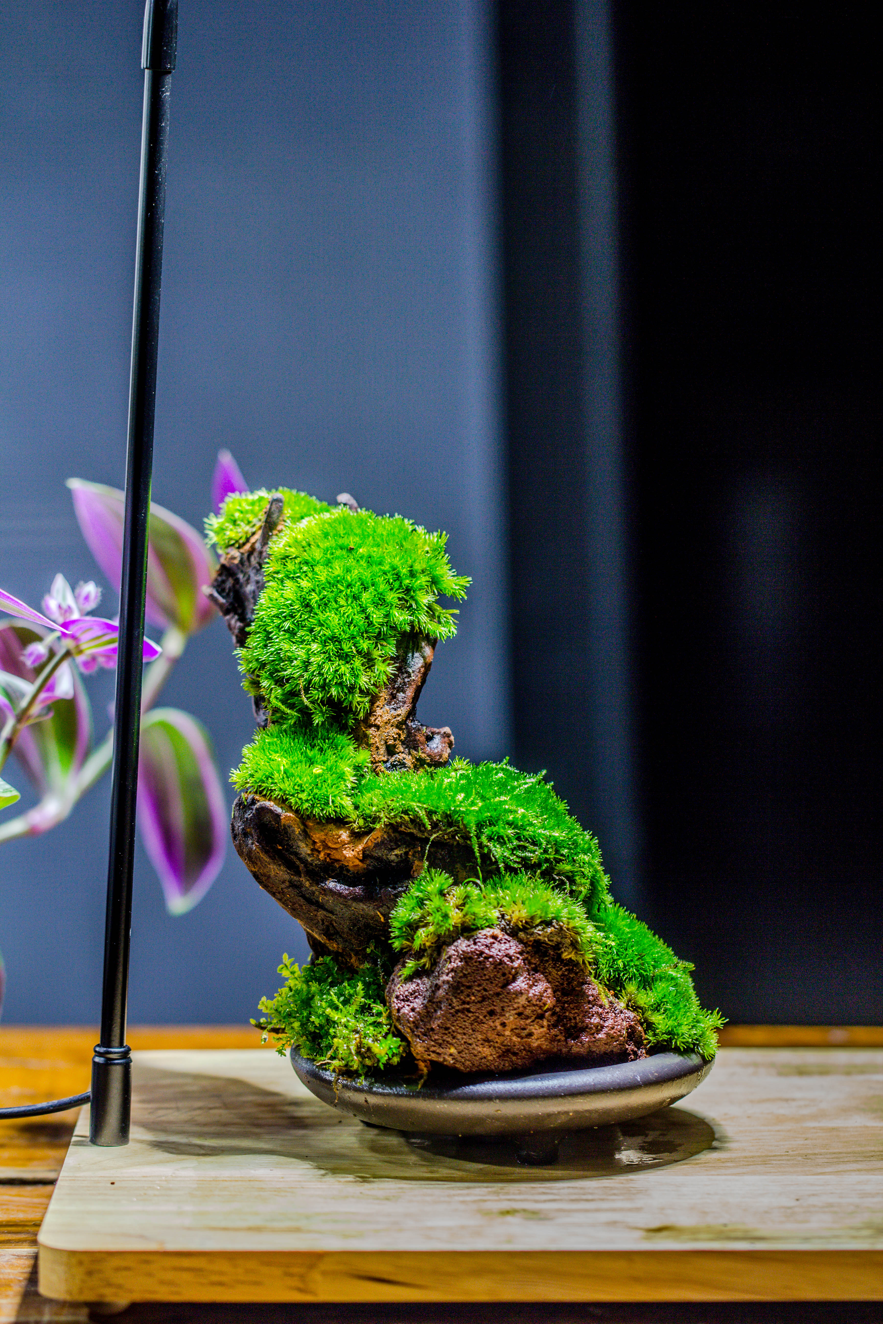 5-8cm Red Horticultural Lava Rock Volcanic Rock for Terrarium, Bonsai Landscape, 500g - NCYPgarden