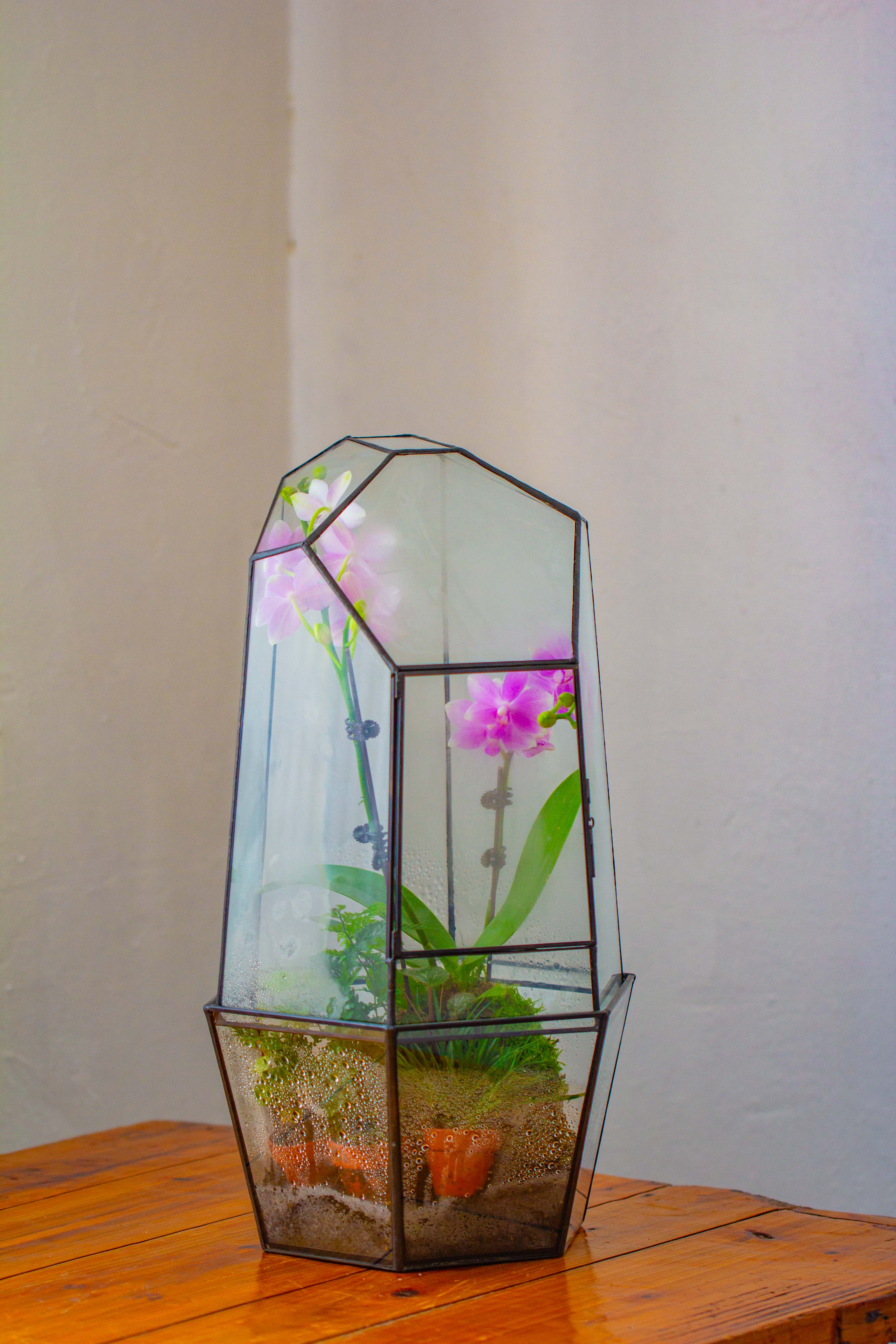 Large 2-Part 18.9" tall Close Glass Terrarium for orchid, fern, moss, Watertight - NCYPgarden