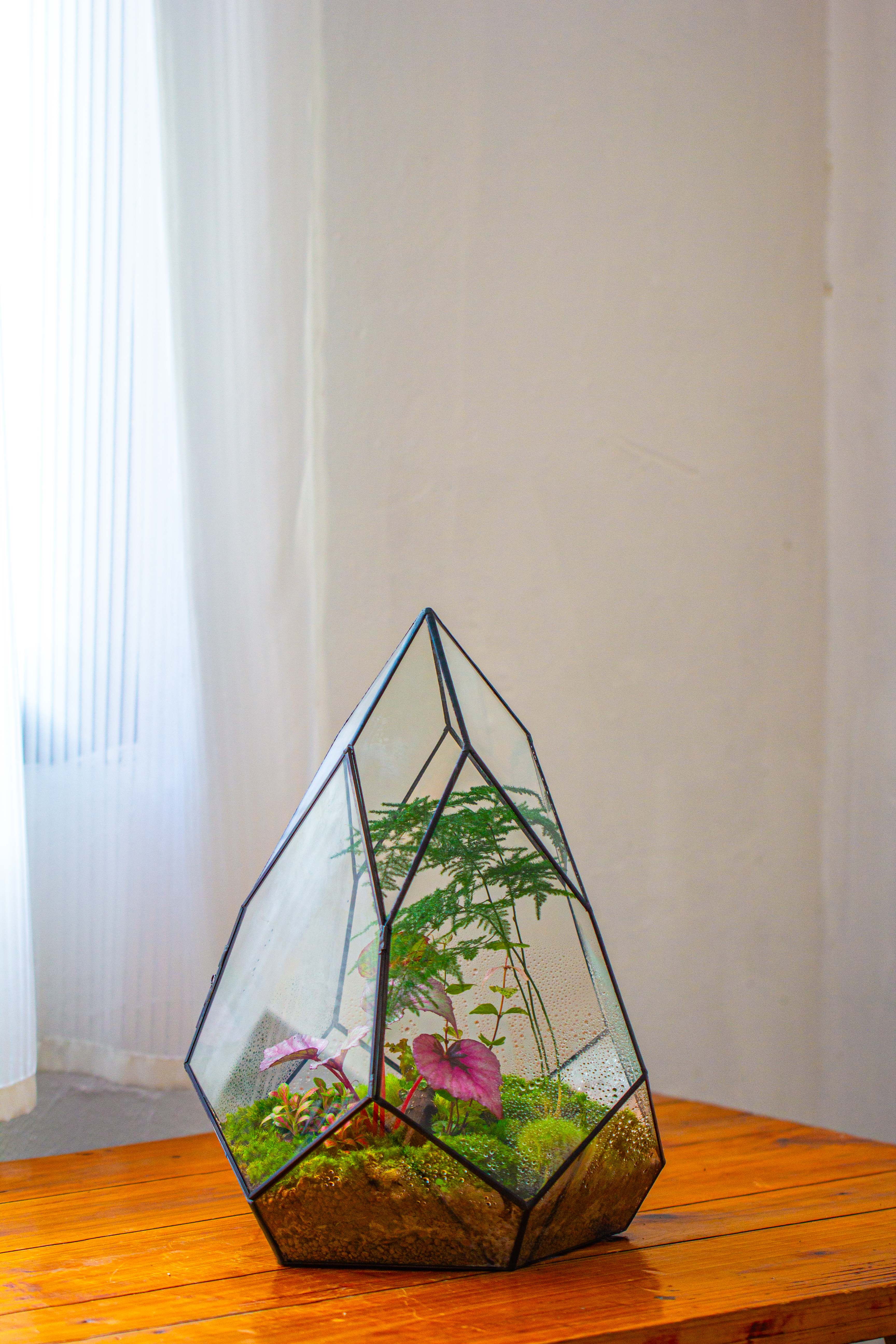 Large 16" tall and wide teardrop tin and glass terrarium, close, with door - NCYPgarden