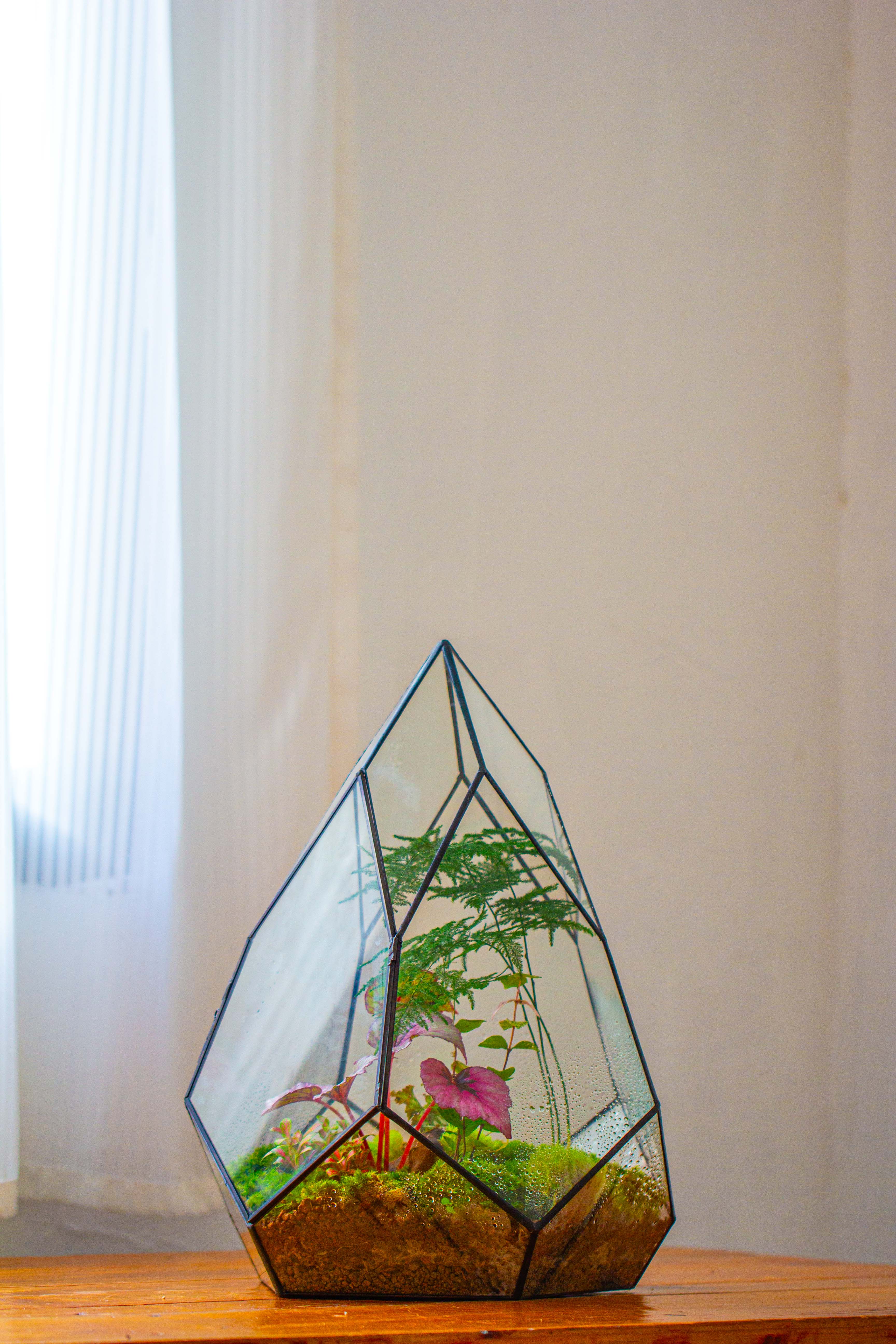 Large 16" tall and wide teardrop tin and glass terrarium, close, with door - NCYPgarden