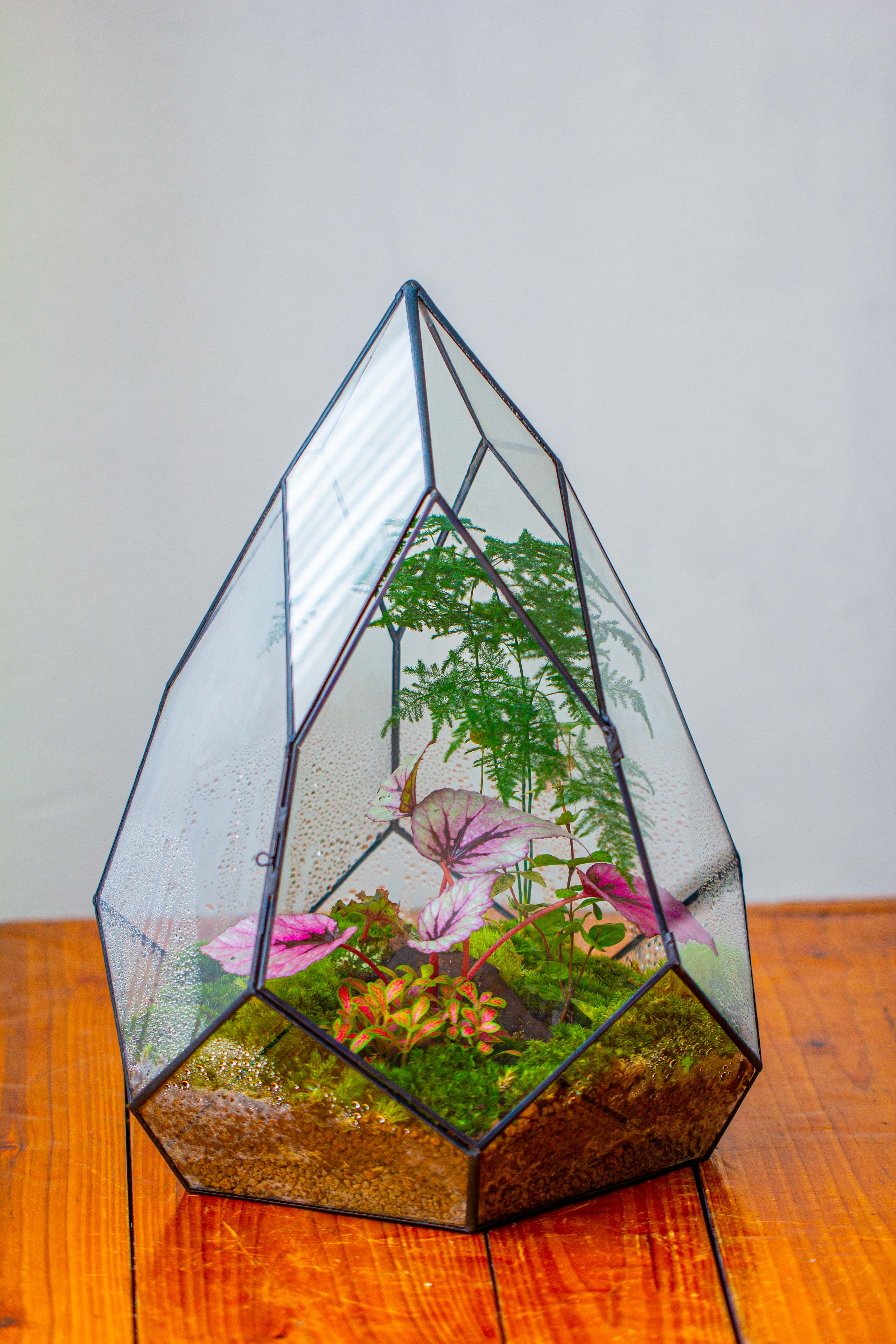 Large 16" tall and wide teardrop tin and glass terrarium, close, with door - NCYPgarden