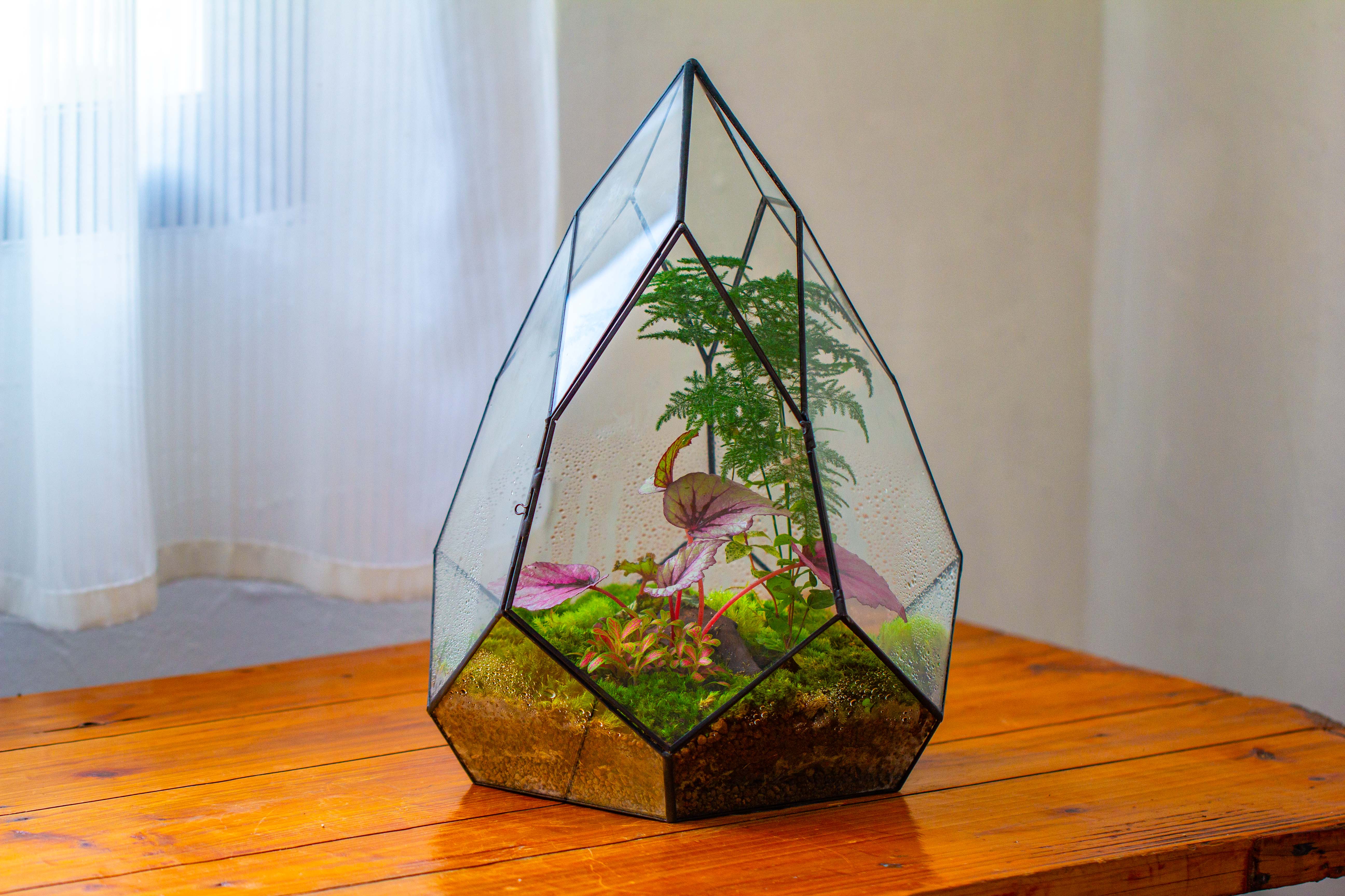 Large 16" tall and wide teardrop tin and glass terrarium, close, with door - NCYPgarden