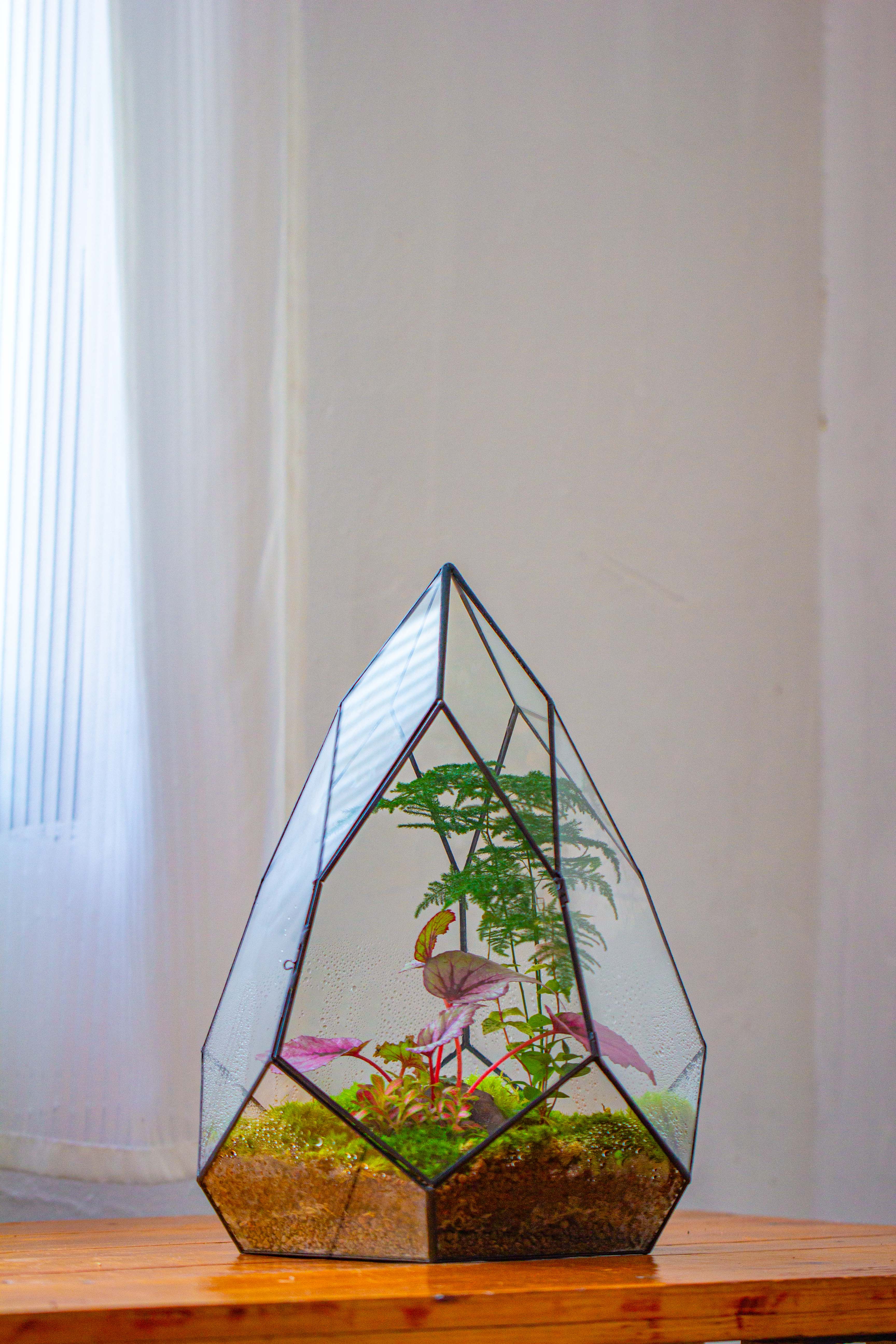 Large 16" tall and wide teardrop tin and glass terrarium, close, with door - NCYPgarden