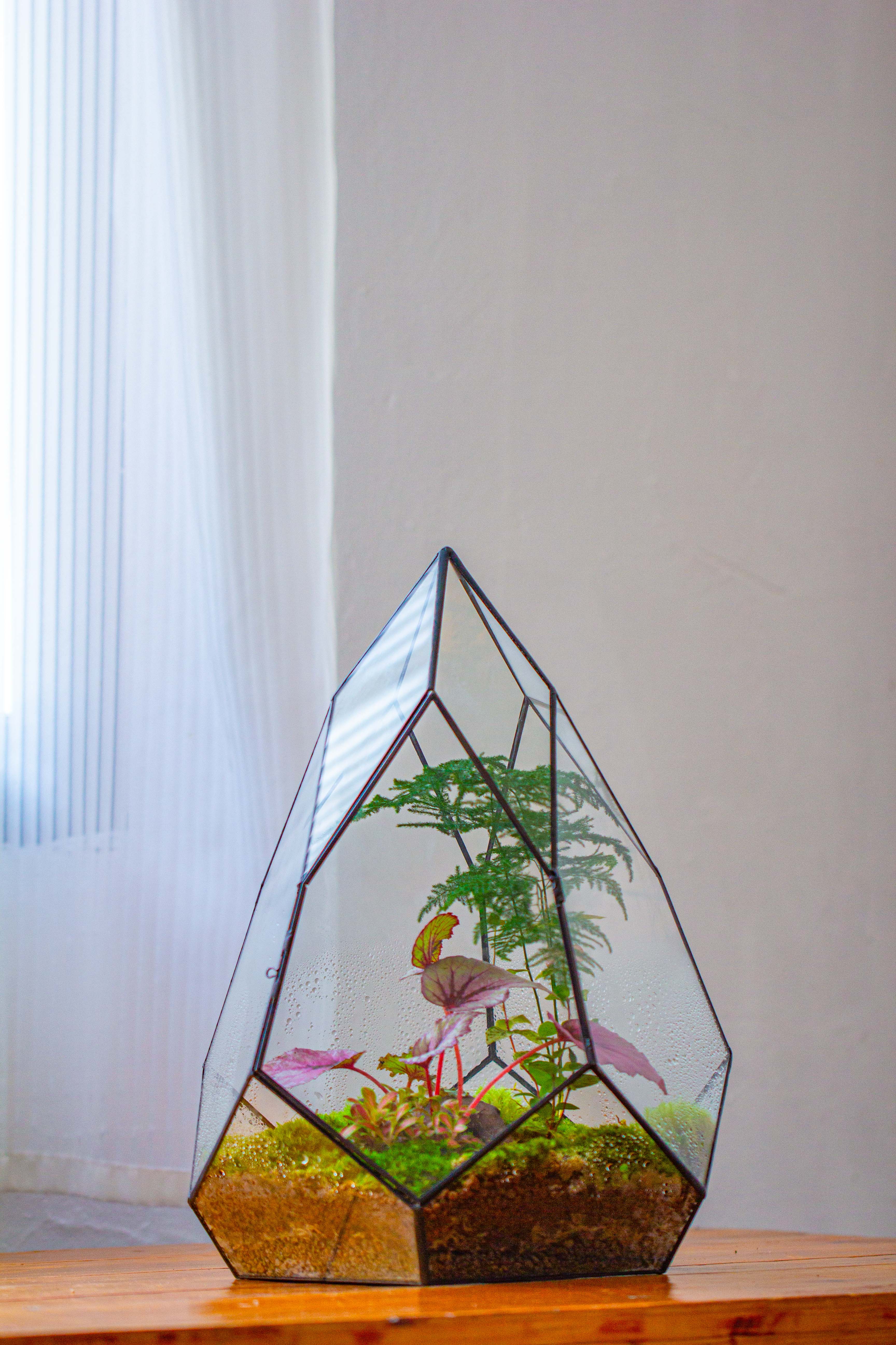 Large 16" tall and wide teardrop tin and glass terrarium, close, with door - NCYPgarden
