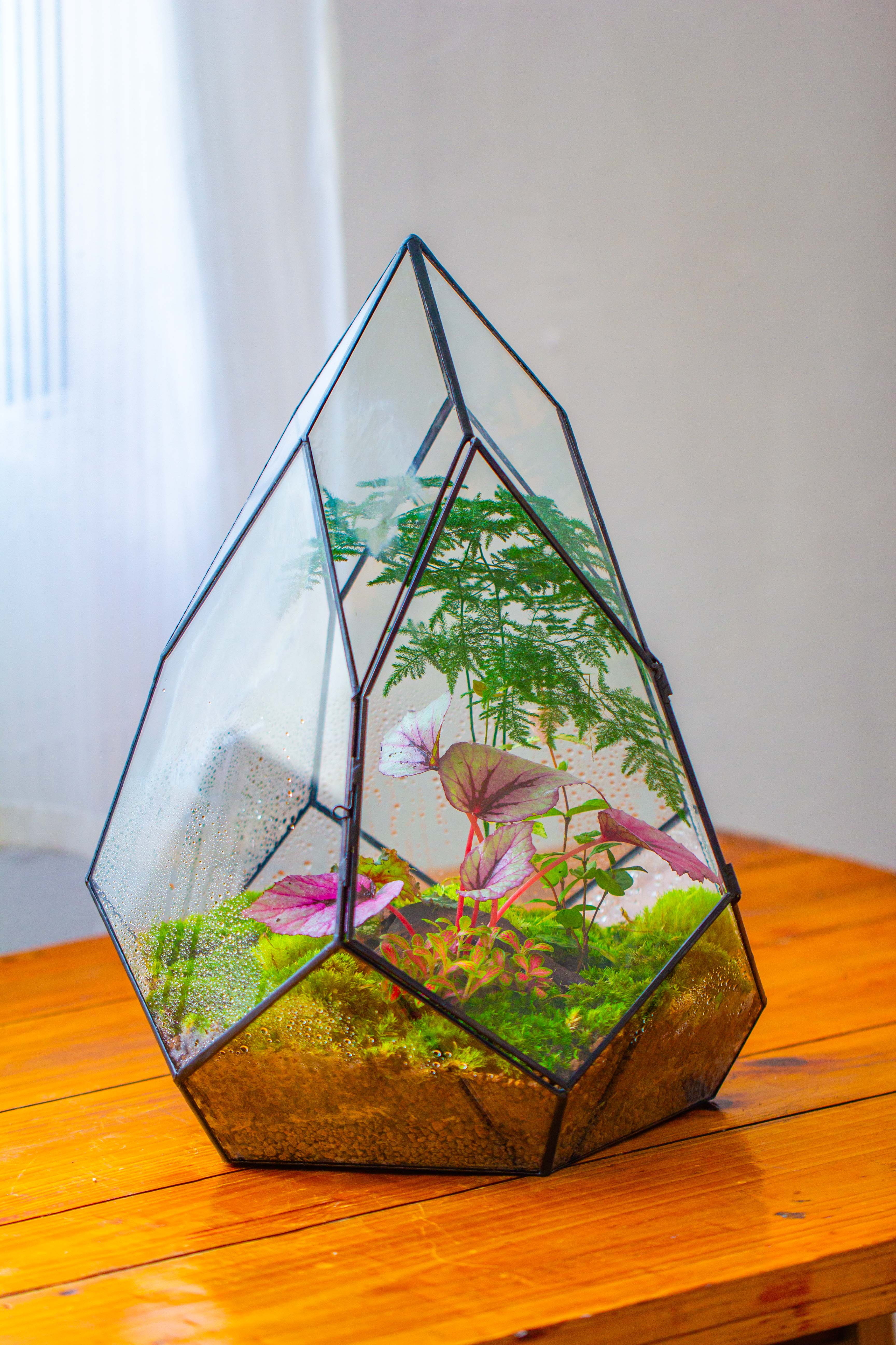Large 16" tall and wide teardrop tin and glass terrarium, close, with door - NCYPgarden