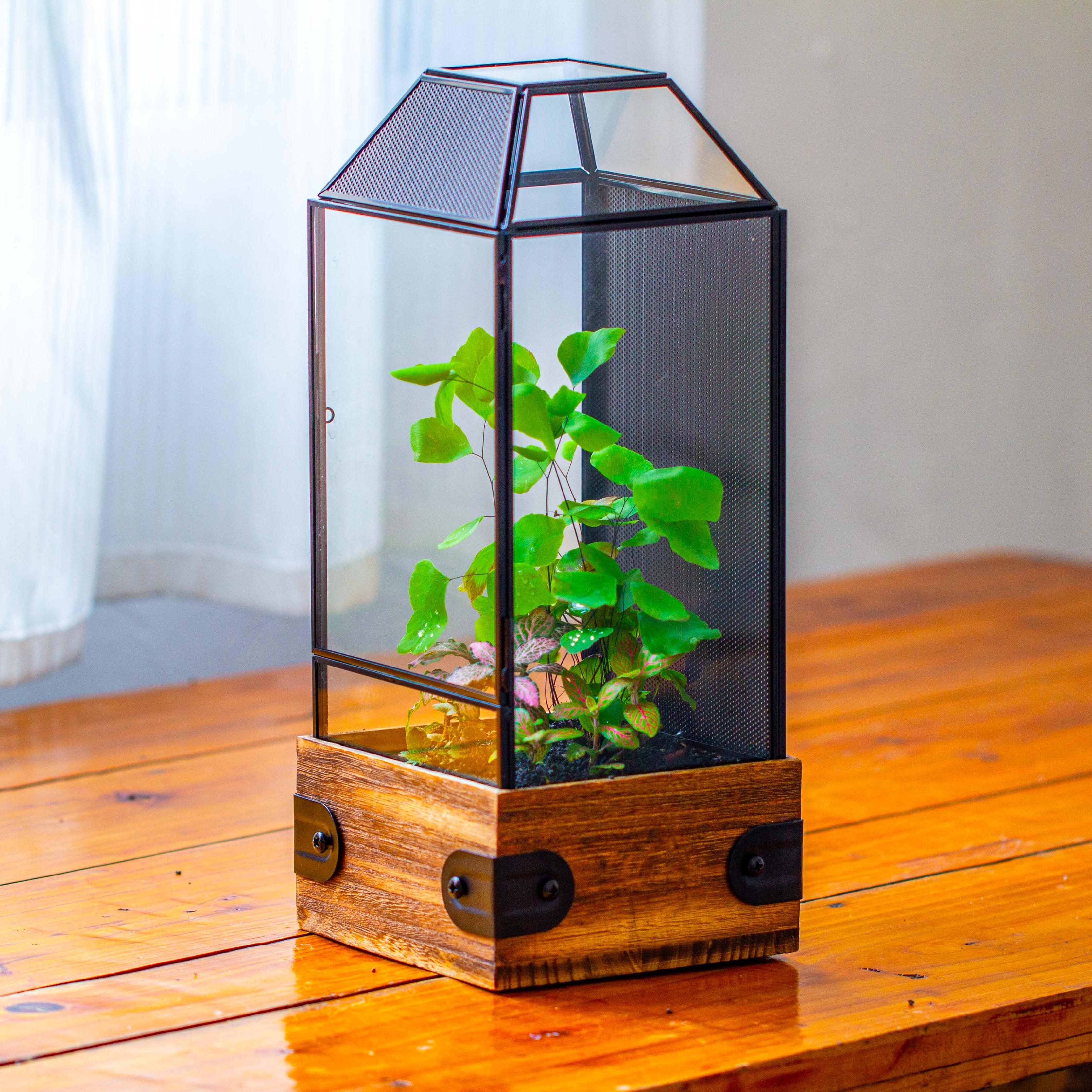 Handmade Glass Terrarium with Wood Base, Geometric Jumping Spider Enclosure, with Mesh Vent, for Plants, Snail, Insects - NCYPgarden