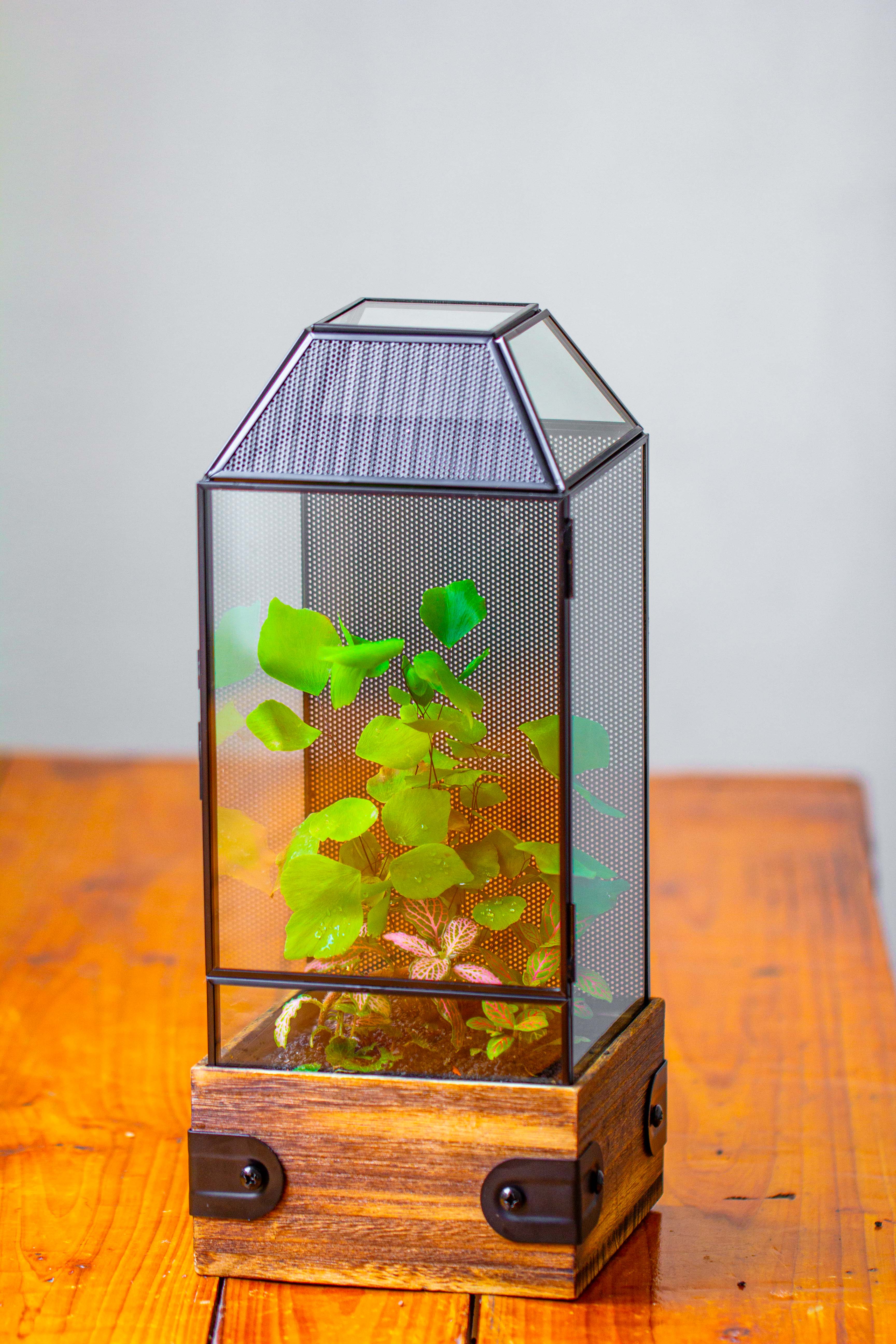 Handmade Glass Terrarium with Wood Base, Geometric Jumping Spider Enclosure, with Mesh Vent, for Plants, Snail, Insects - NCYPgarden