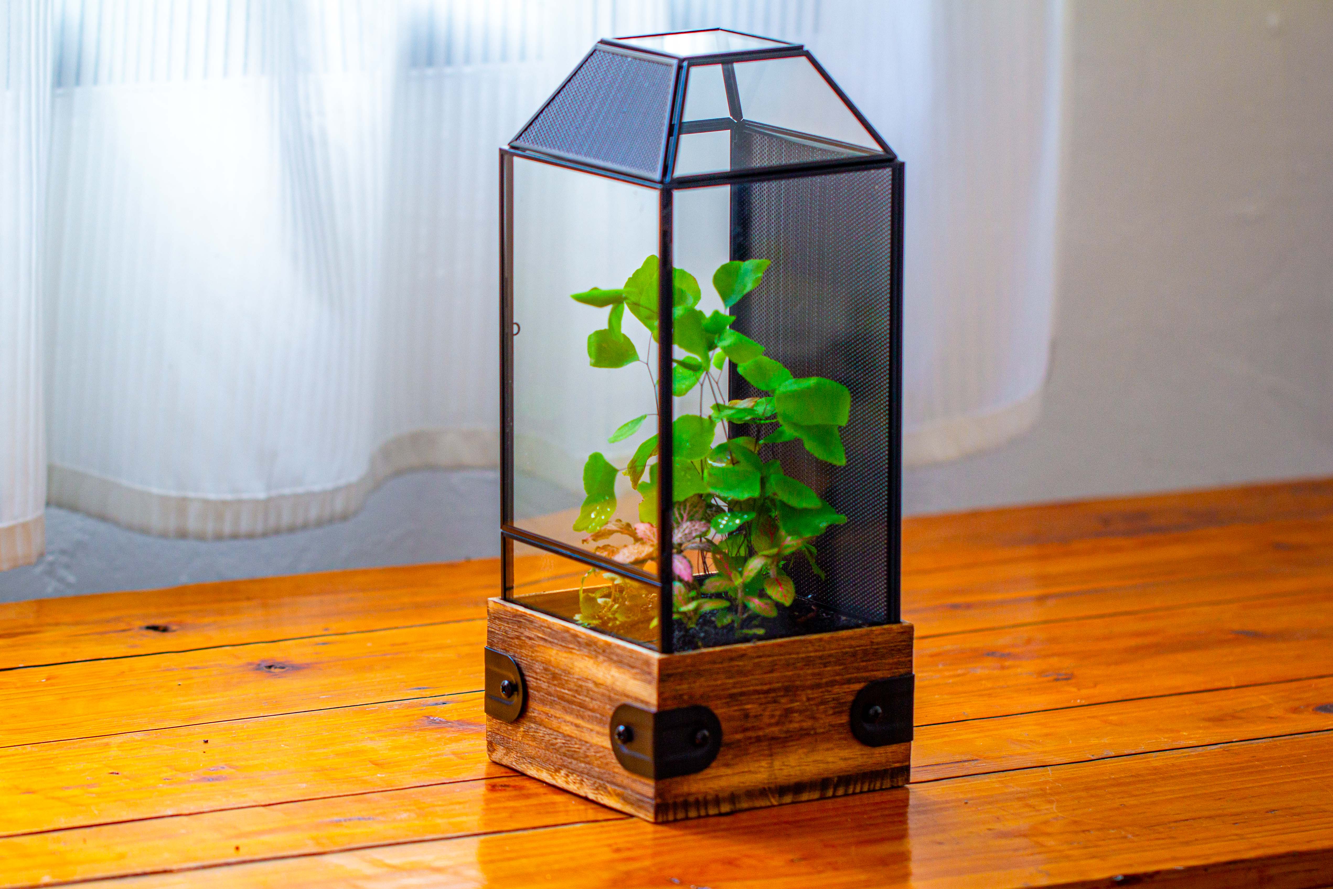 Handmade Glass Terrarium with Wood Base, Geometric Jumping Spider Enclosure, with Mesh Vent, for Plants, Snail, Insects - NCYPgarden
