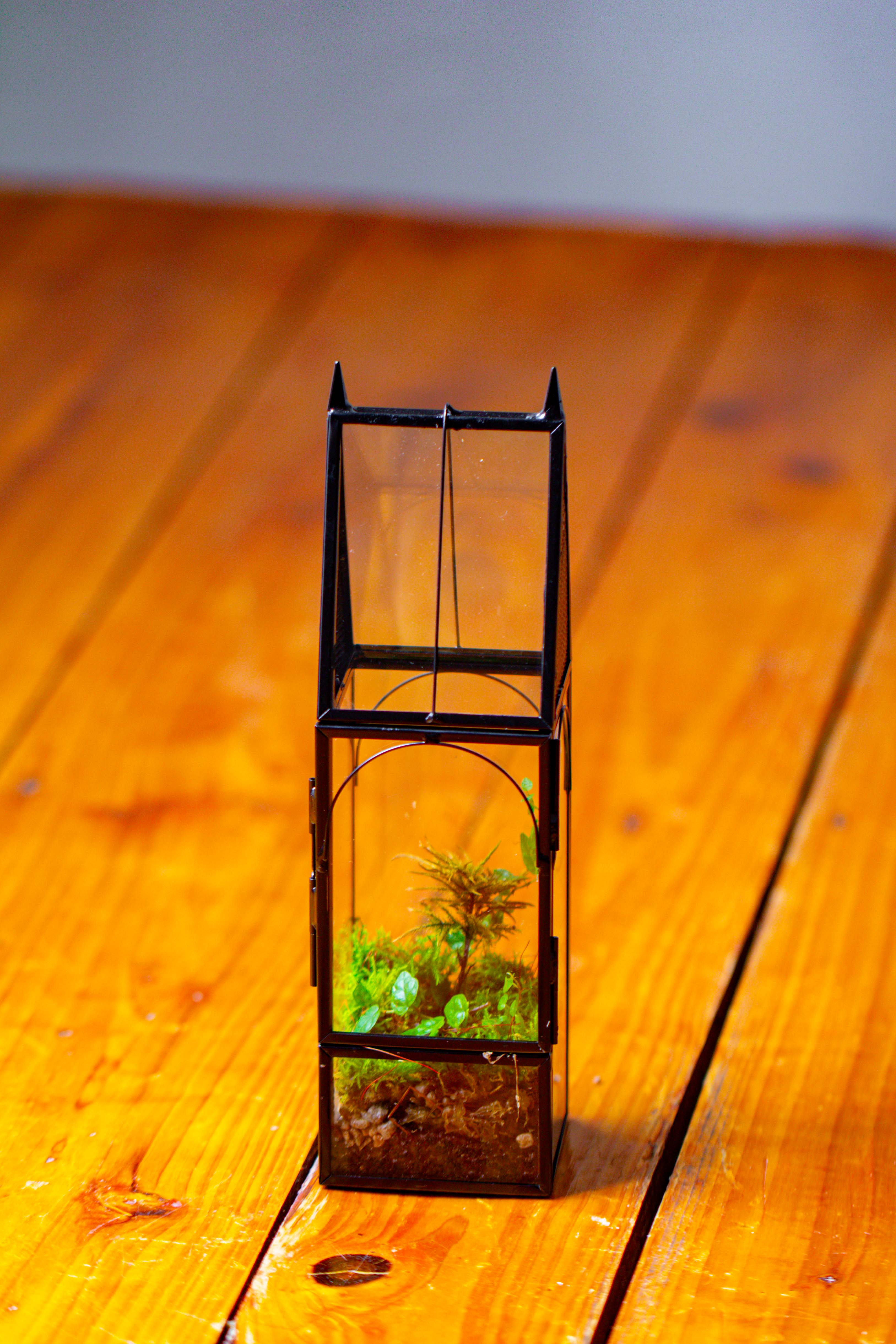 Mini tall house shape jumping spider terrarium - NCYPgarden