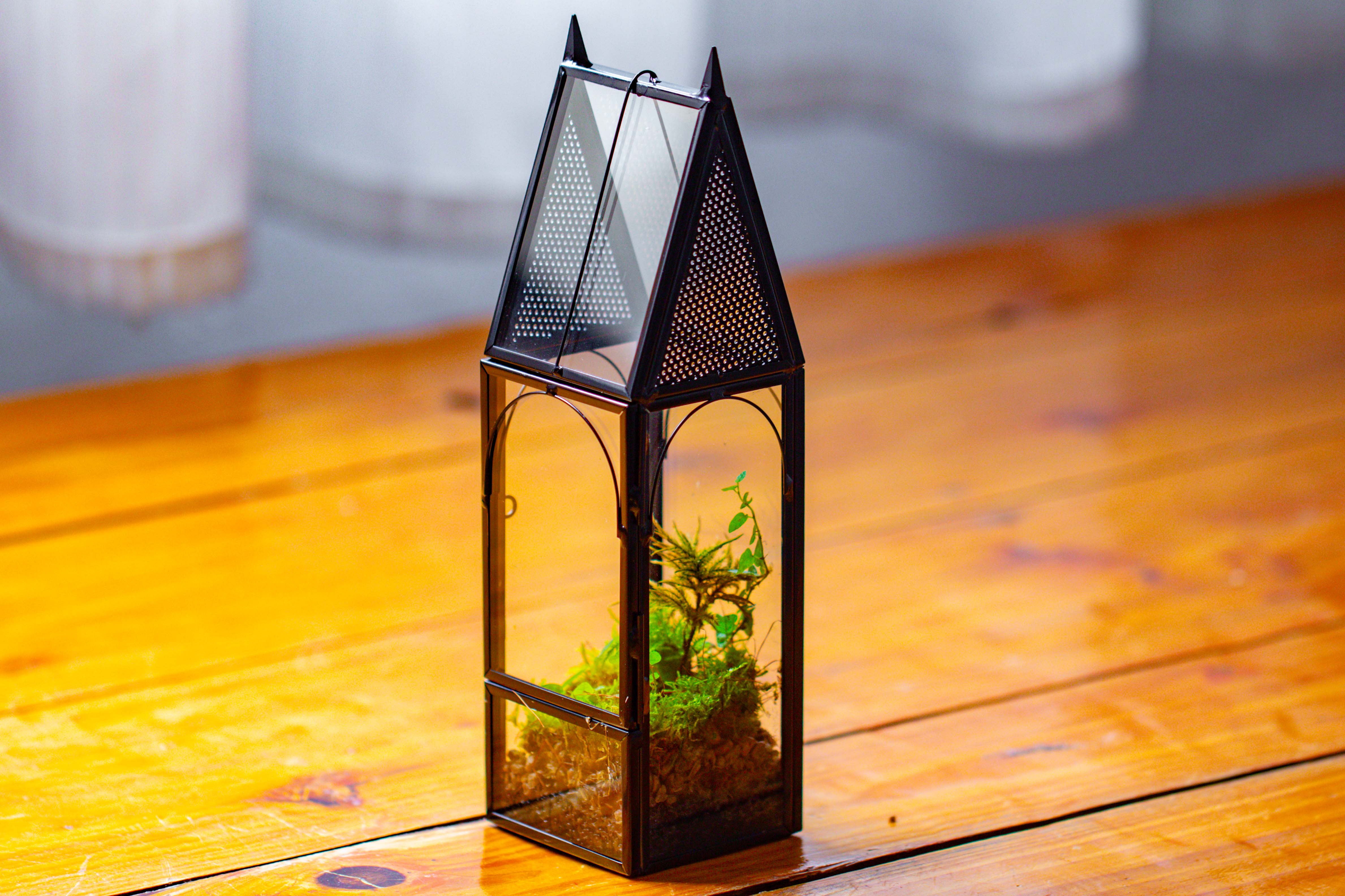 Mini tall house shape jumping spider terrarium - NCYPgarden
