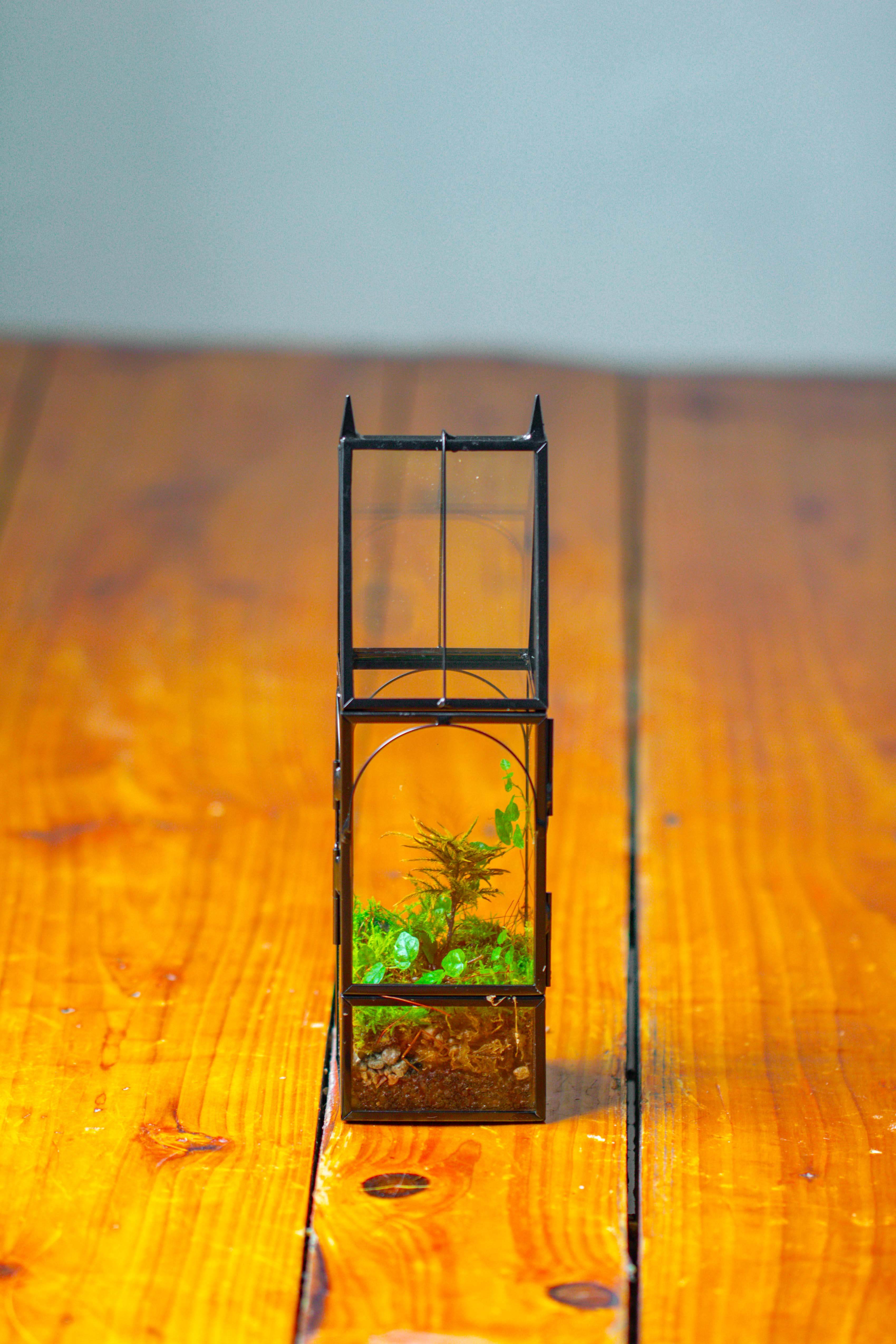 Mini tall house shape jumping spider terrarium - NCYPgarden