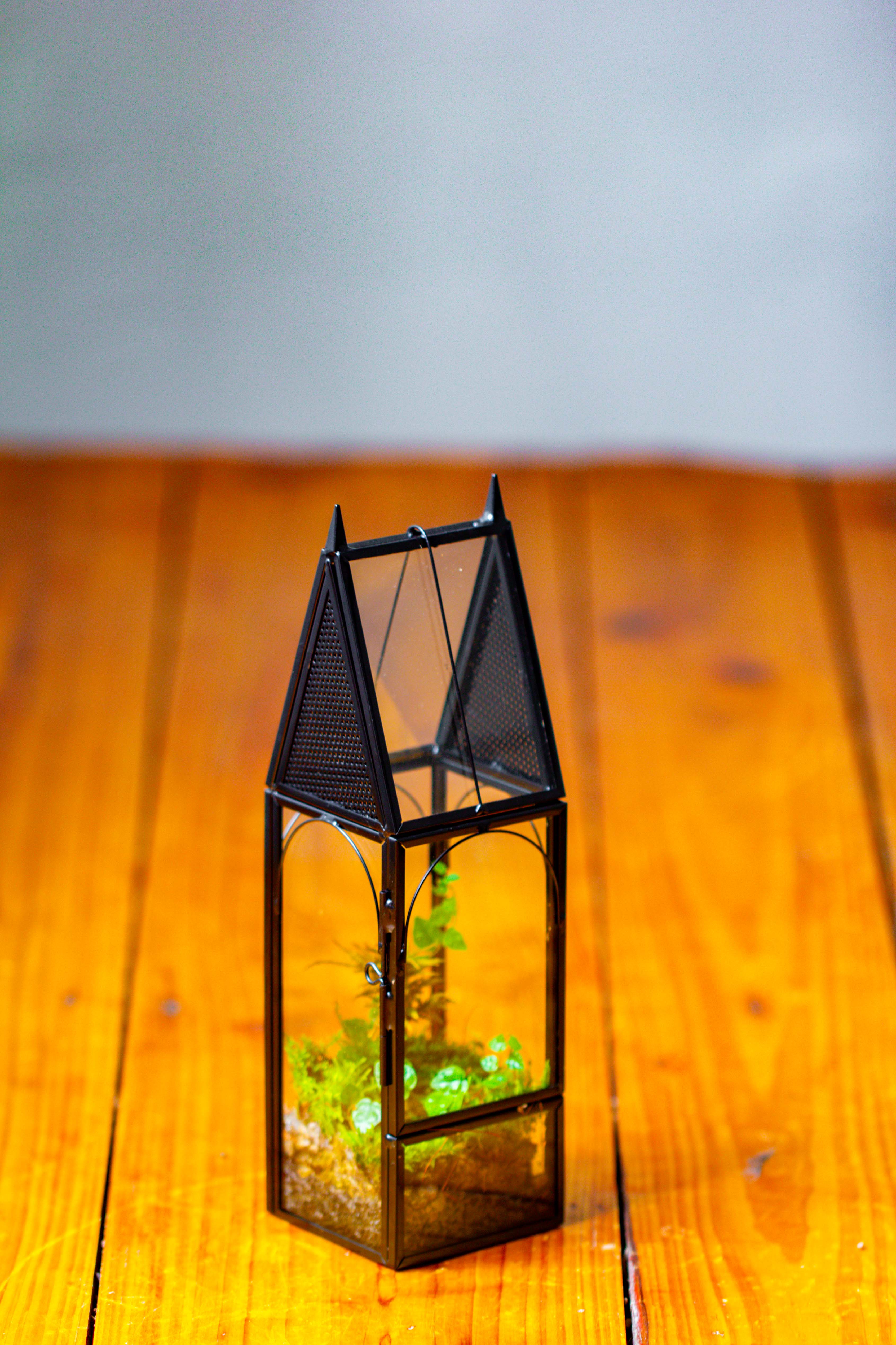 Mini tall house shape jumping spider terrarium - NCYPgarden
