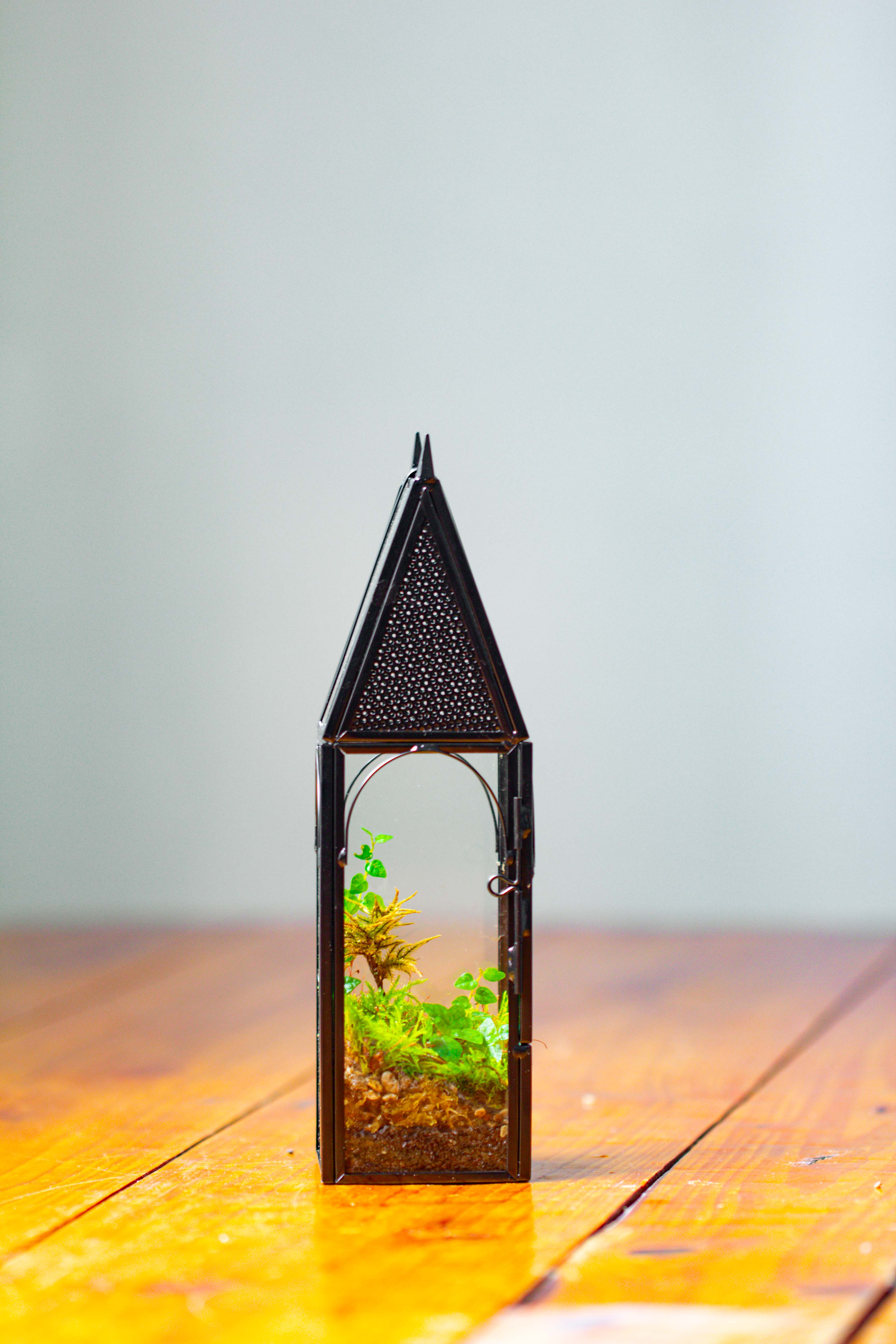 Mini tall house shape jumping spider terrarium - NCYPgarden