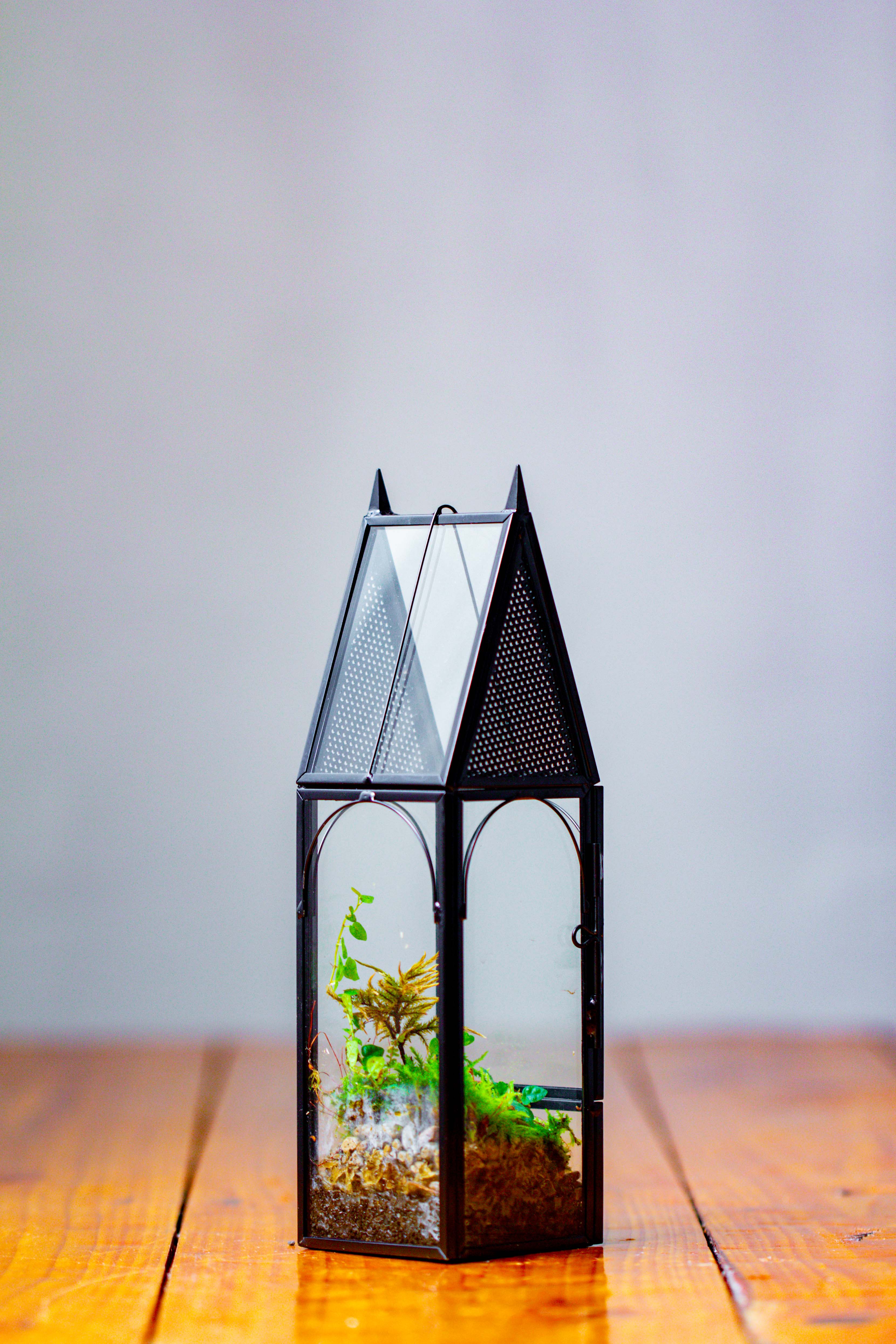Mini tall house shape jumping spider terrarium - NCYPgarden