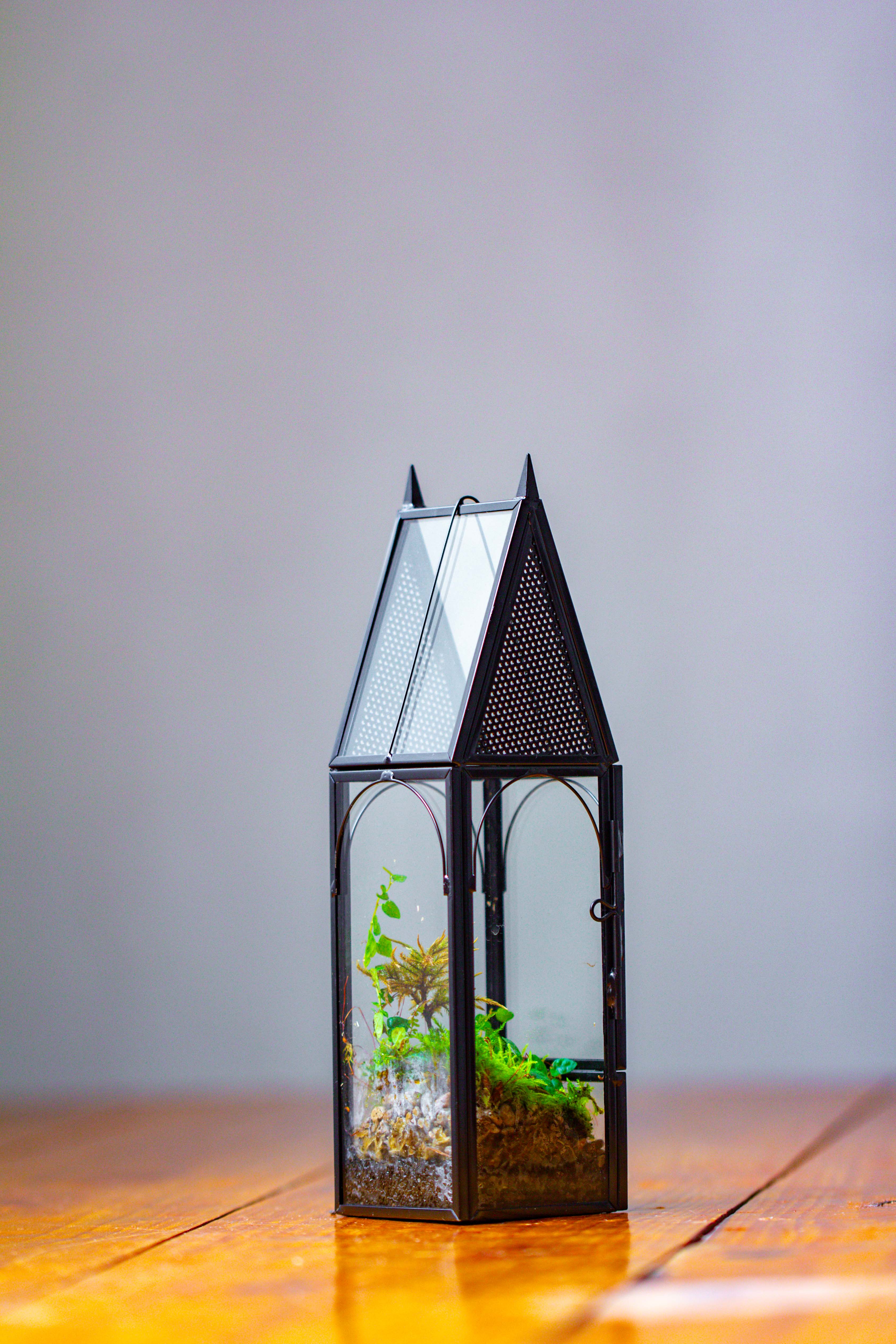 Mini tall house shape jumping spider terrarium - NCYPgarden