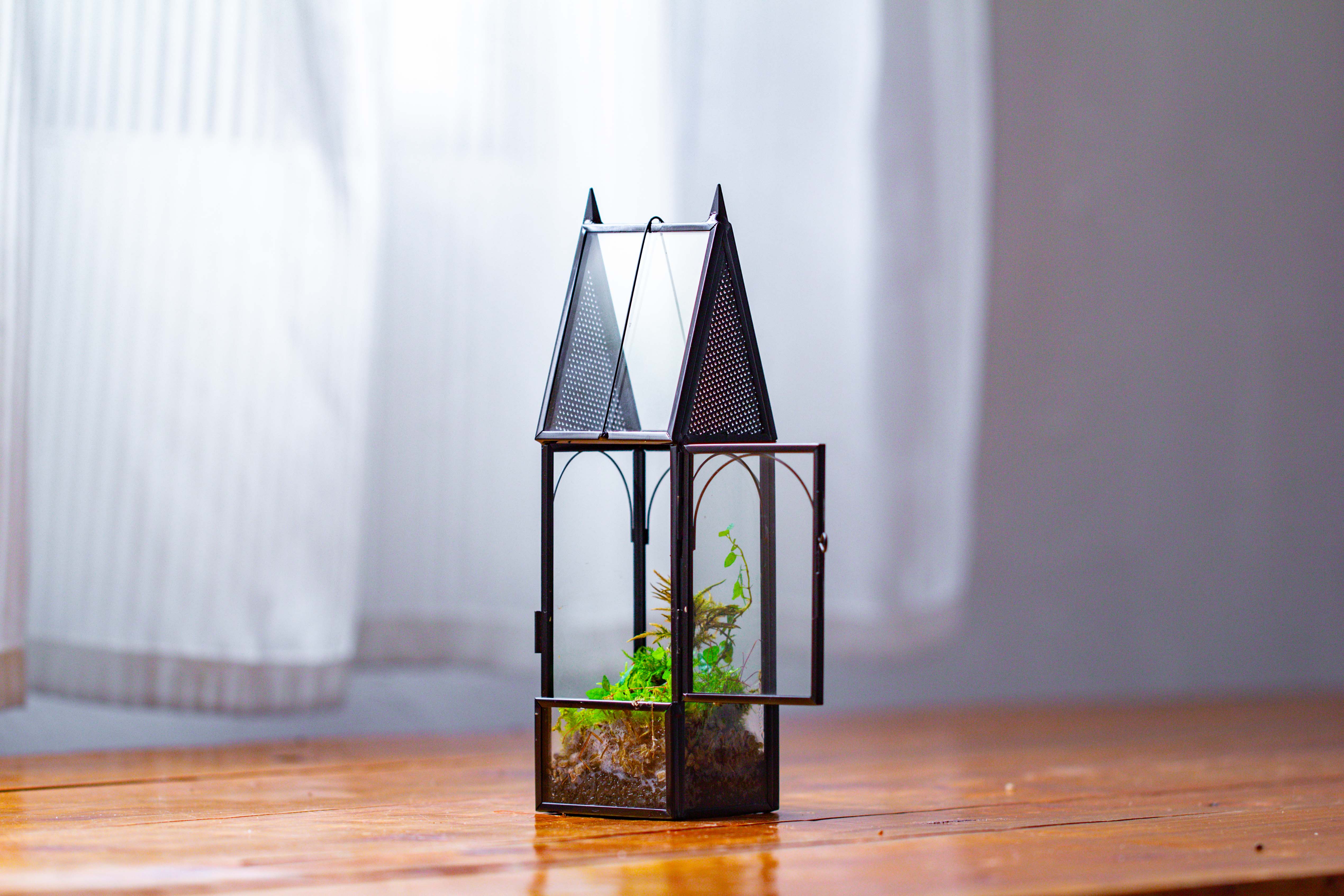 Mini tall house shape jumping spider terrarium - NCYPgarden