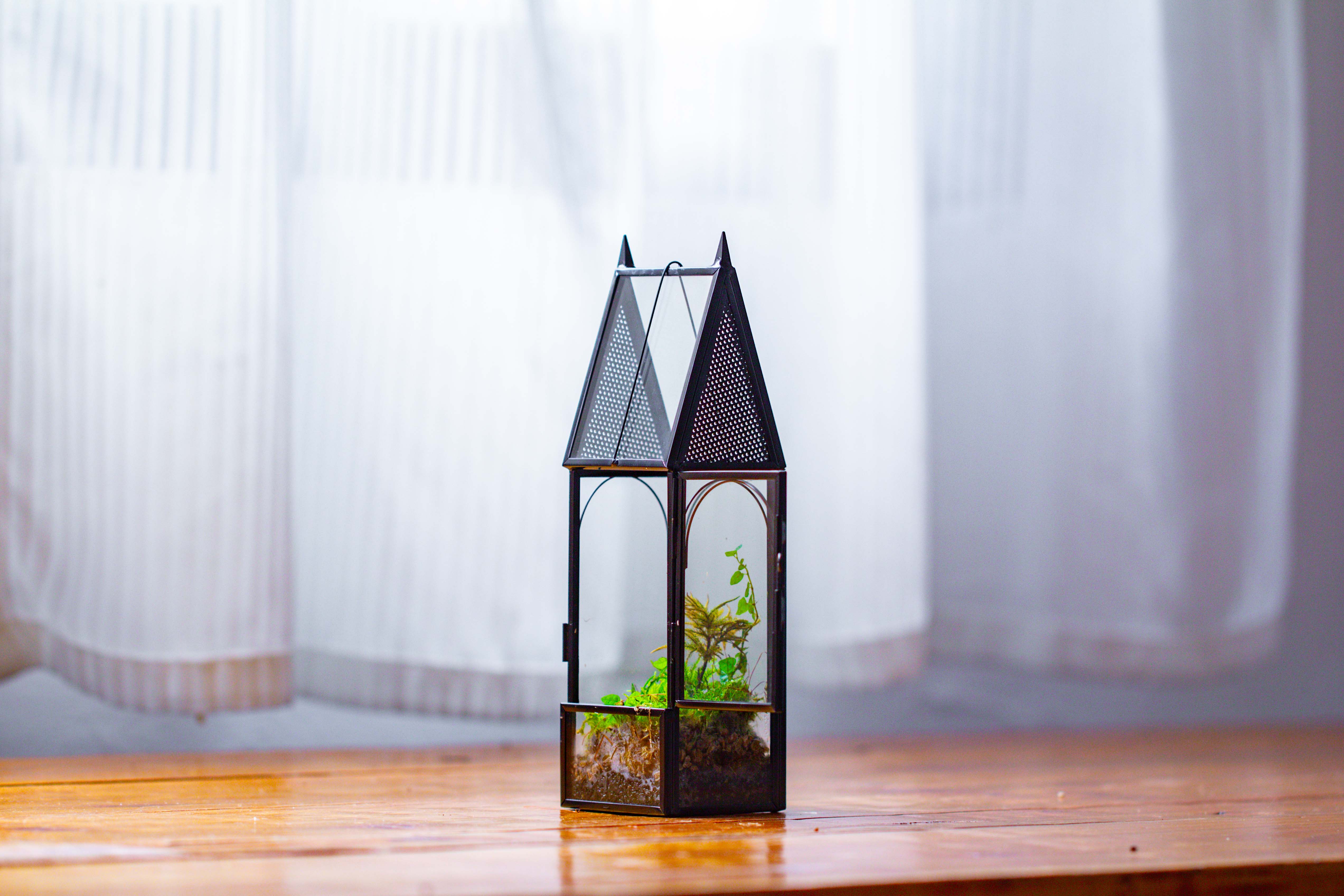 Mini tall house shape jumping spider terrarium - NCYPgarden