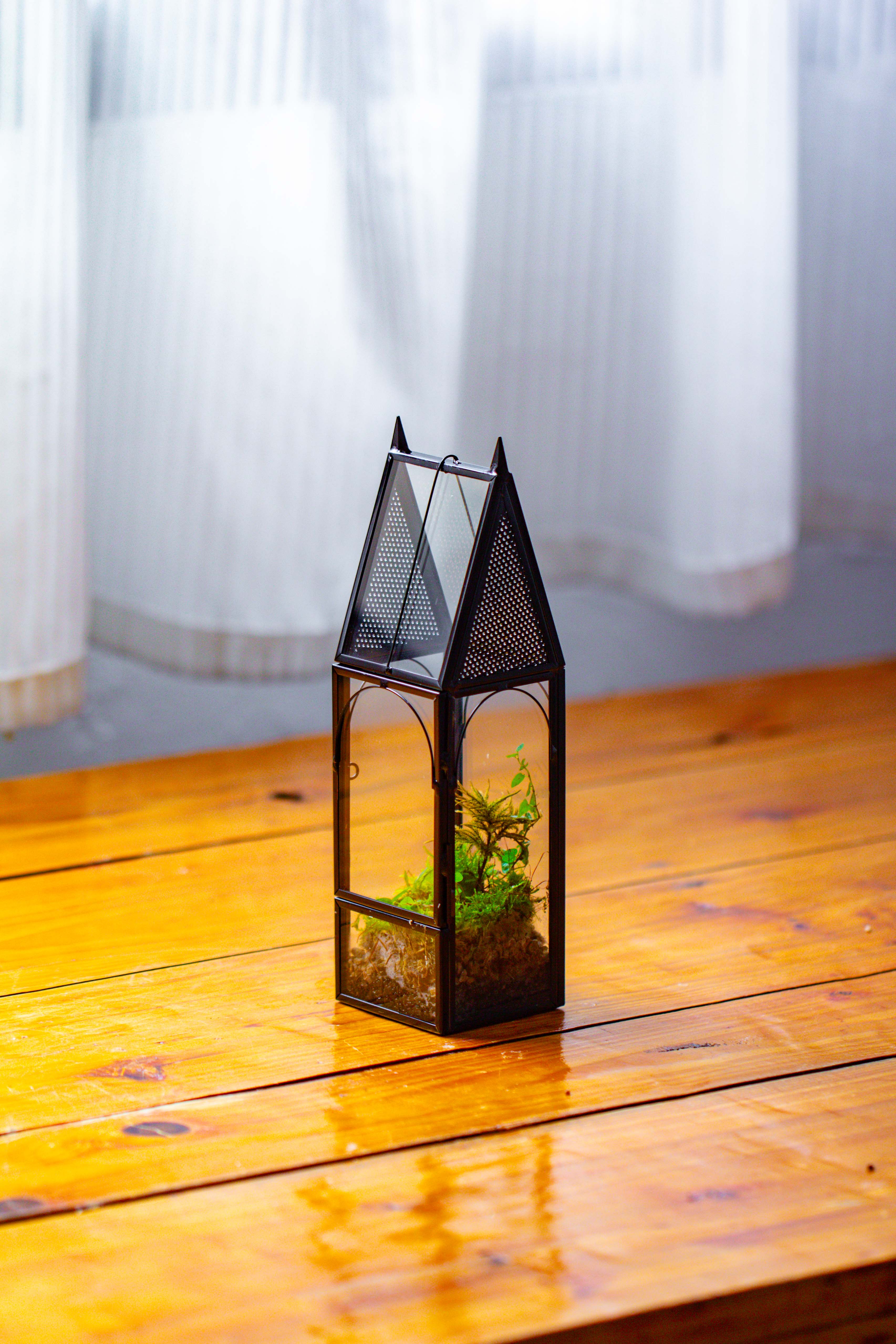 Mini tall house shape jumping spider terrarium - NCYPgarden