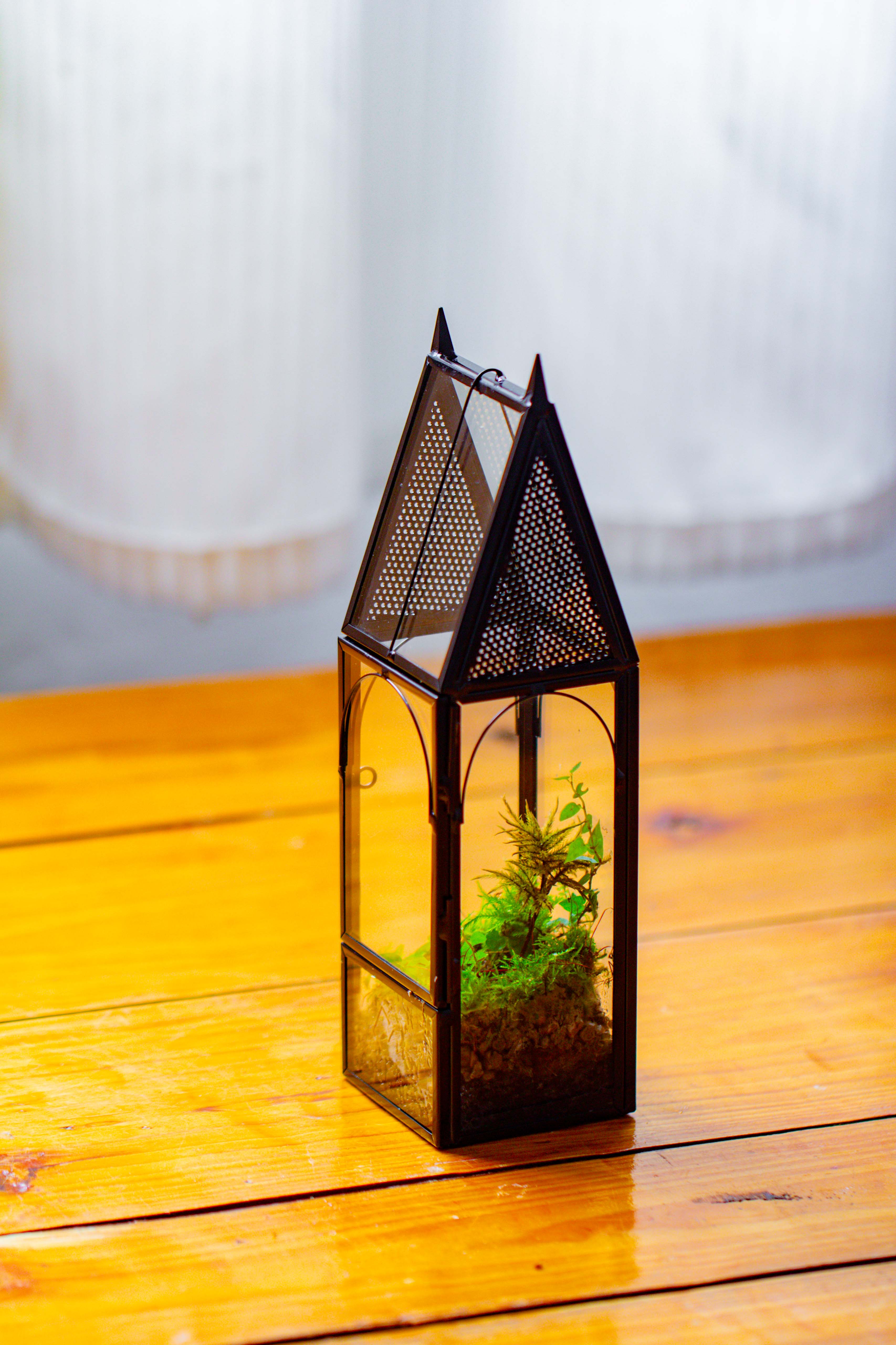 Mini tall house shape jumping spider terrarium - NCYPgarden