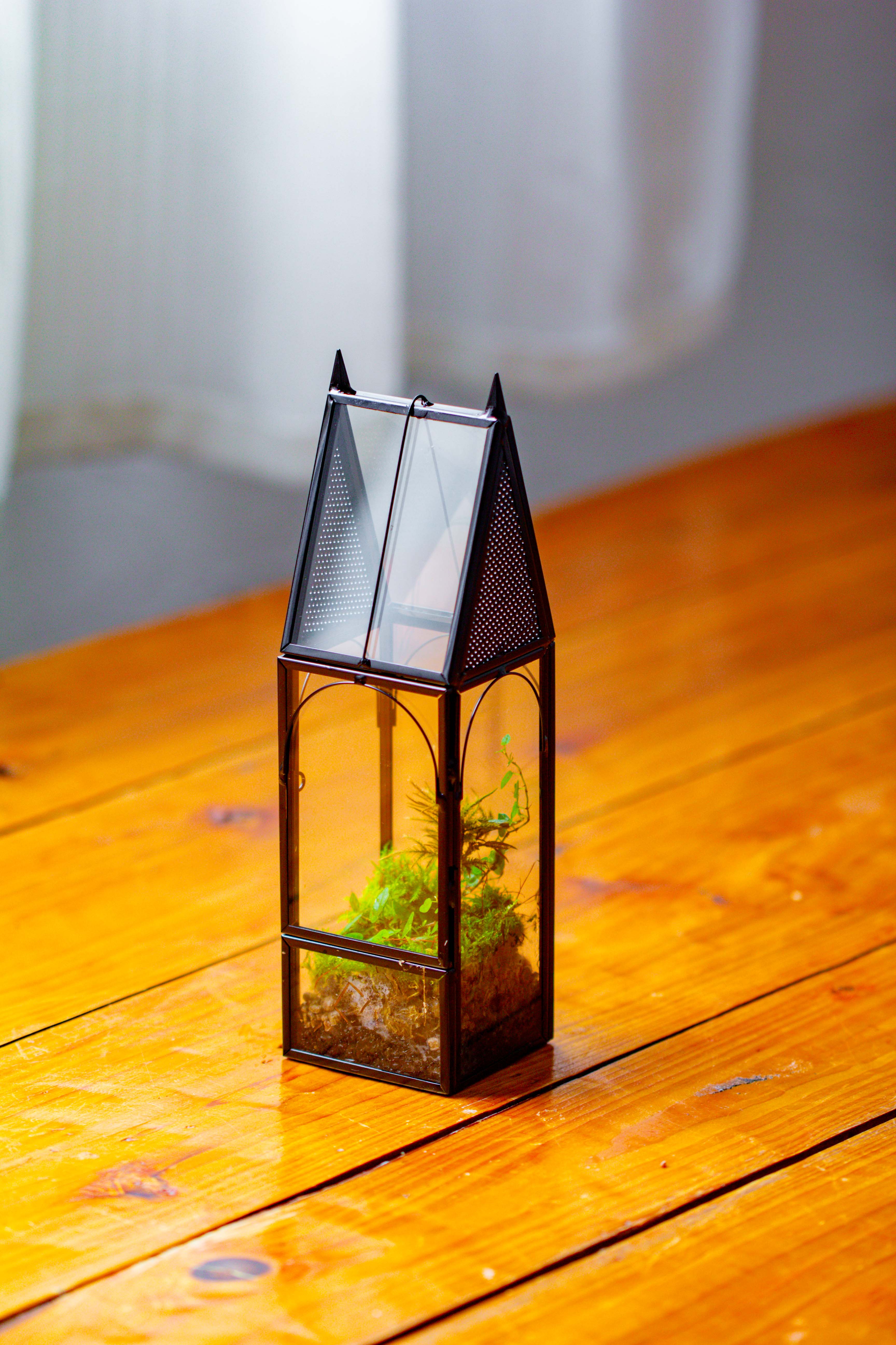 Mini tall house shape jumping spider terrarium - NCYPgarden