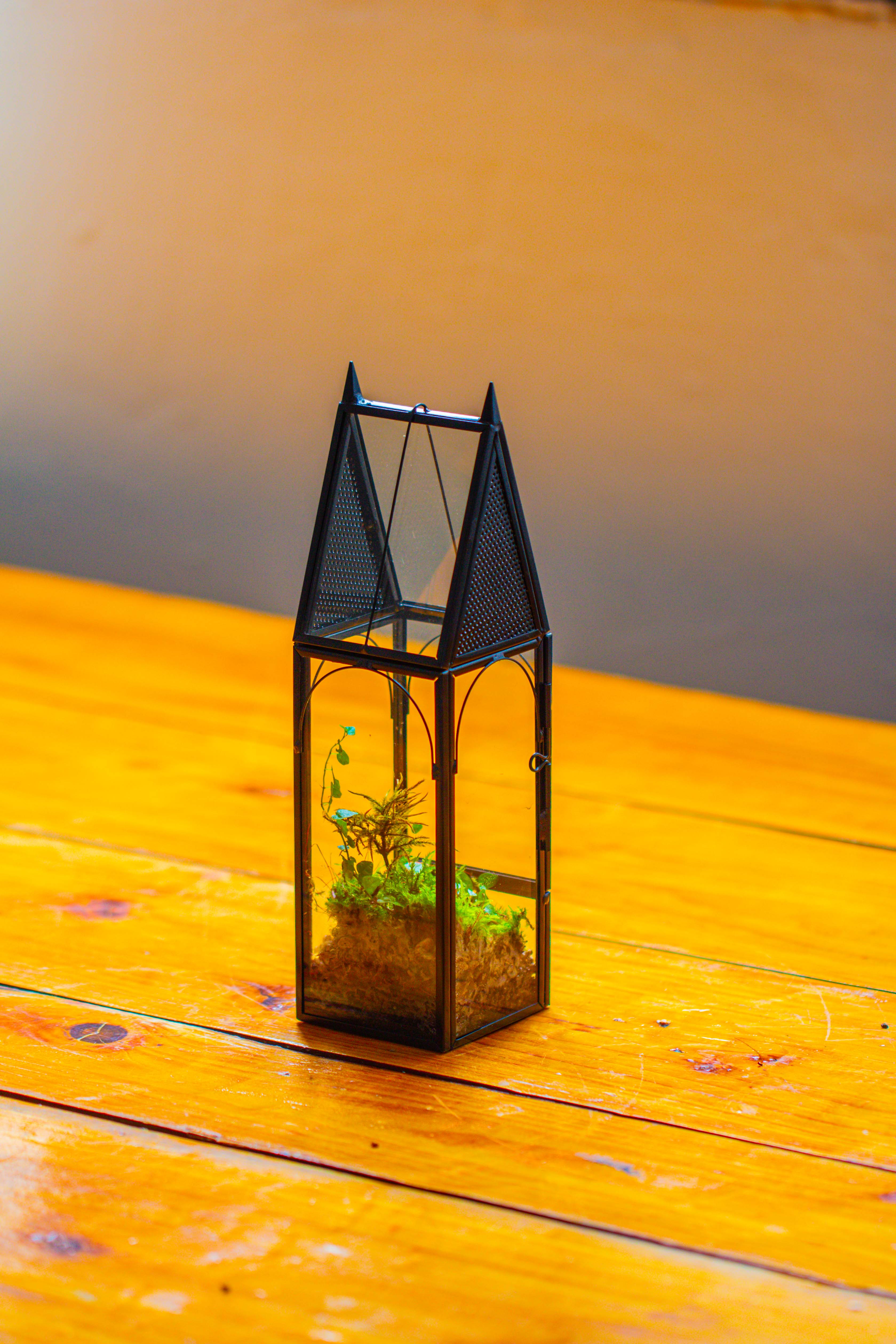 Mini tall house shape jumping spider terrarium - NCYPgarden