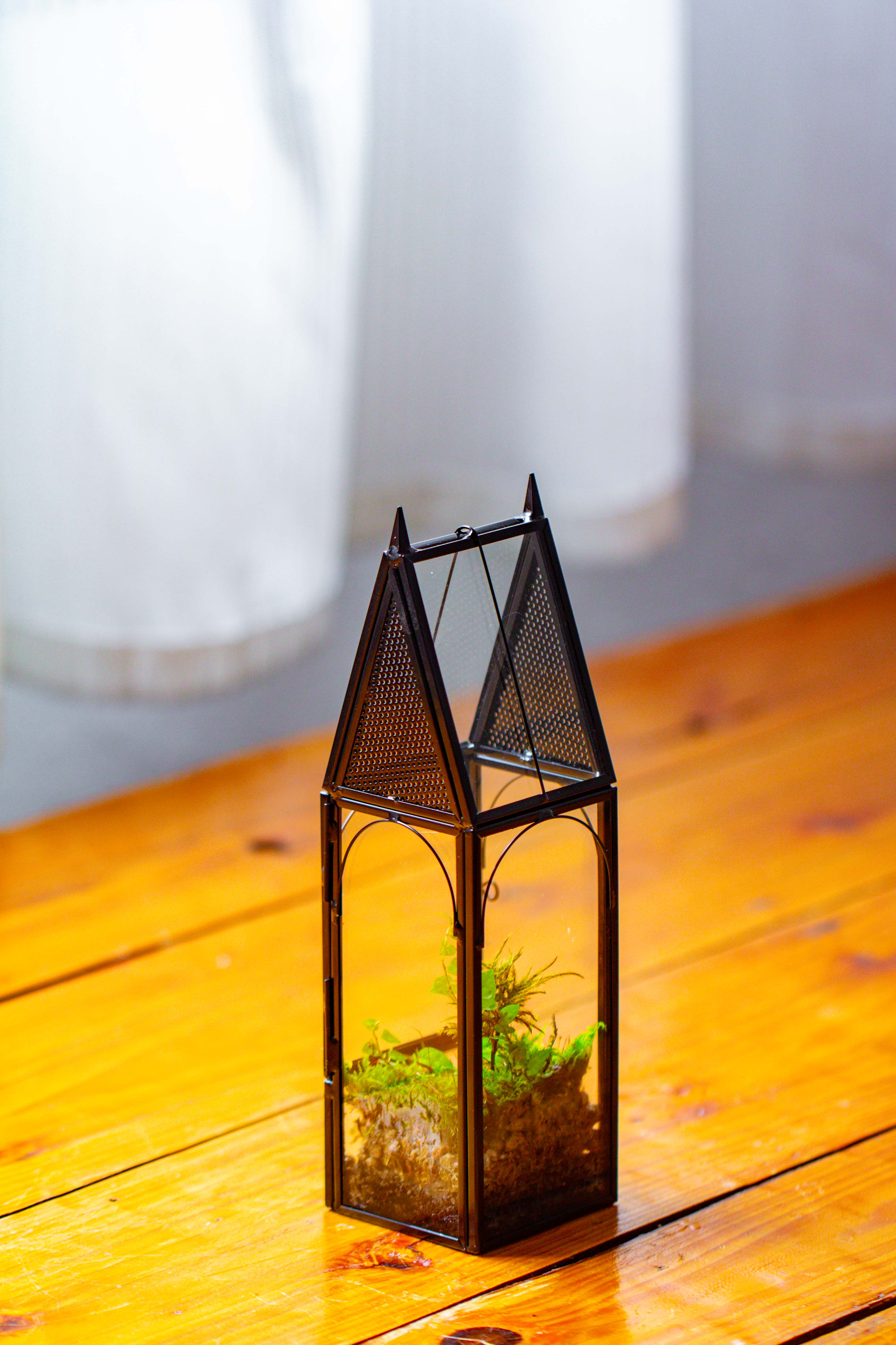 Mini tall house shape jumping spider terrarium - NCYPgarden