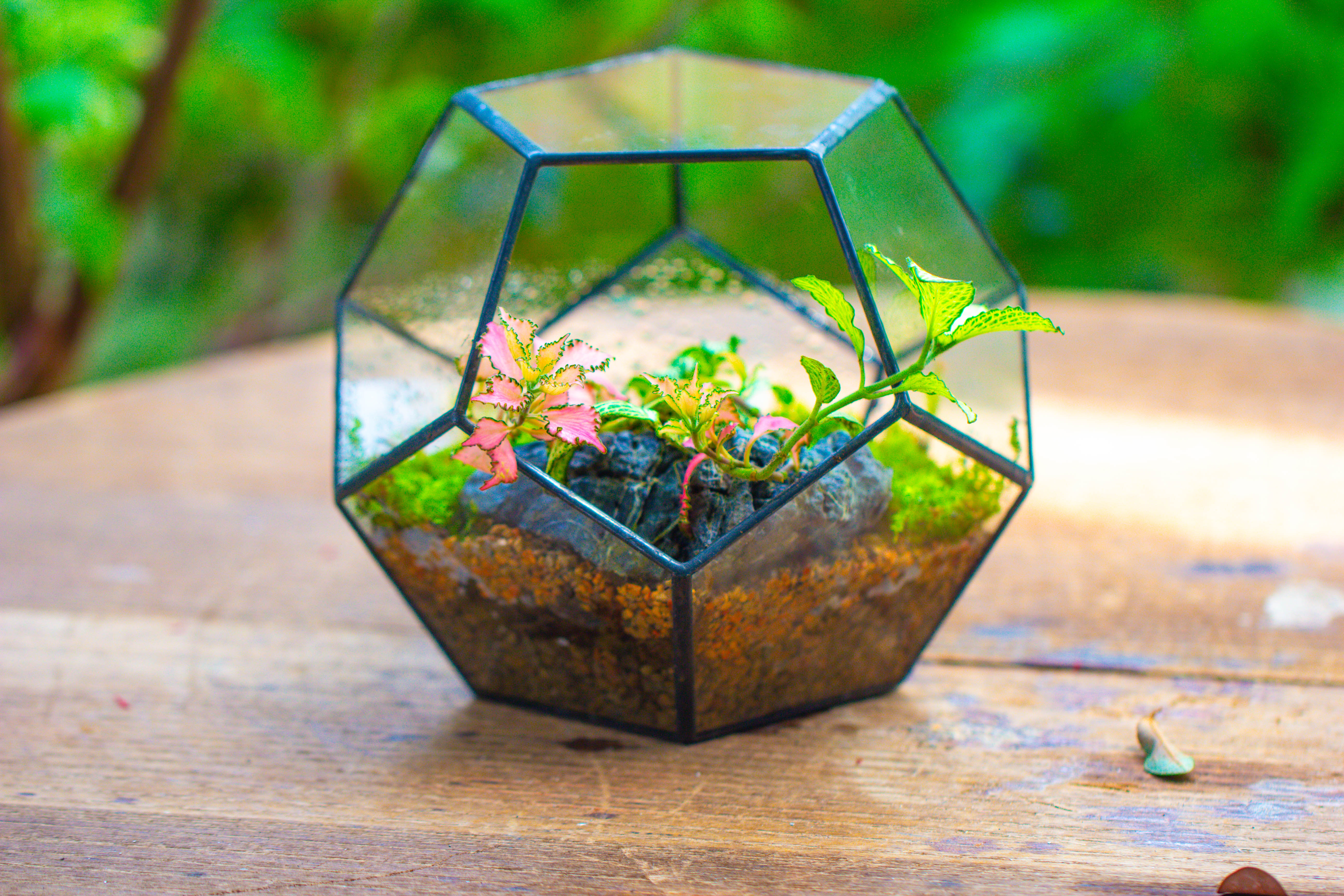 Handmade Silver Black Various Size Pentagon Glass Geometric Terrarium for Succulents Airplants Cacti - NCYPgarden