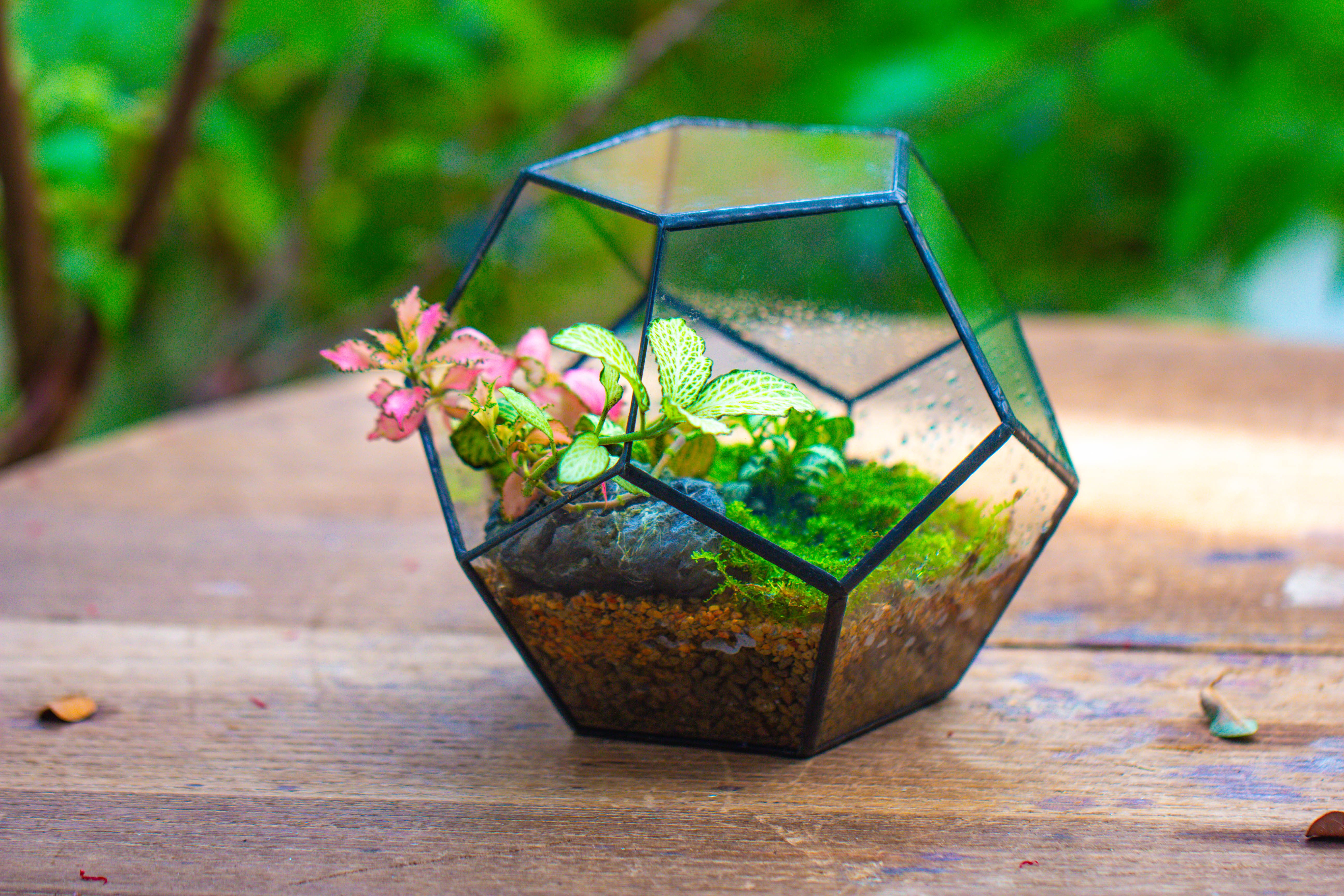 Handmade Silver Black Various Size Pentagon Glass Geometric Terrarium for Succulents Airplants Cacti - NCYPgarden