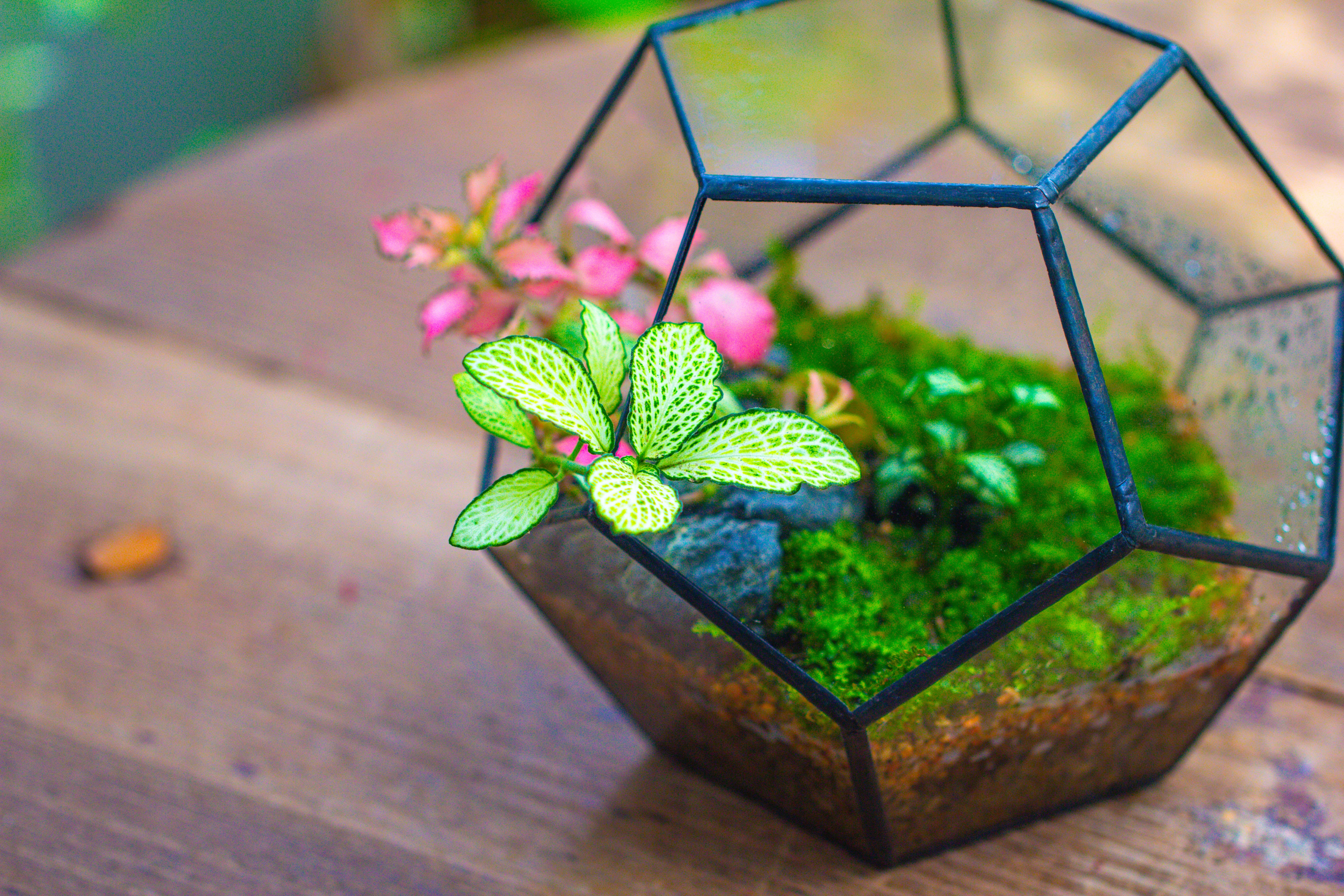 Handmade Silver Black Various Size Pentagon Glass Geometric Terrarium for Succulents Airplants Cacti - NCYPgarden