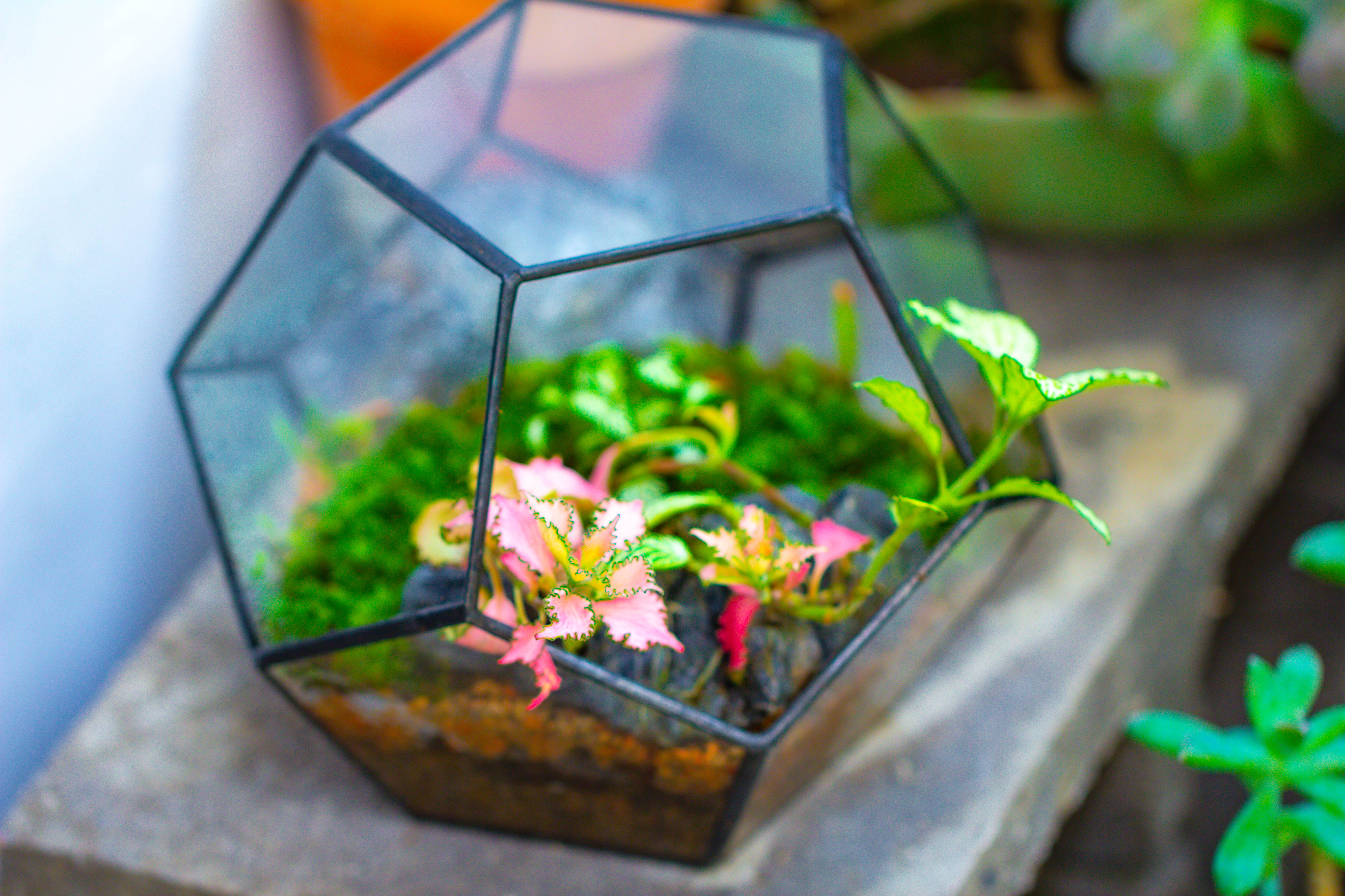 Handmade Silver Black Various Size Pentagon Glass Geometric Terrarium for Succulents Airplants Cacti - NCYPgarden